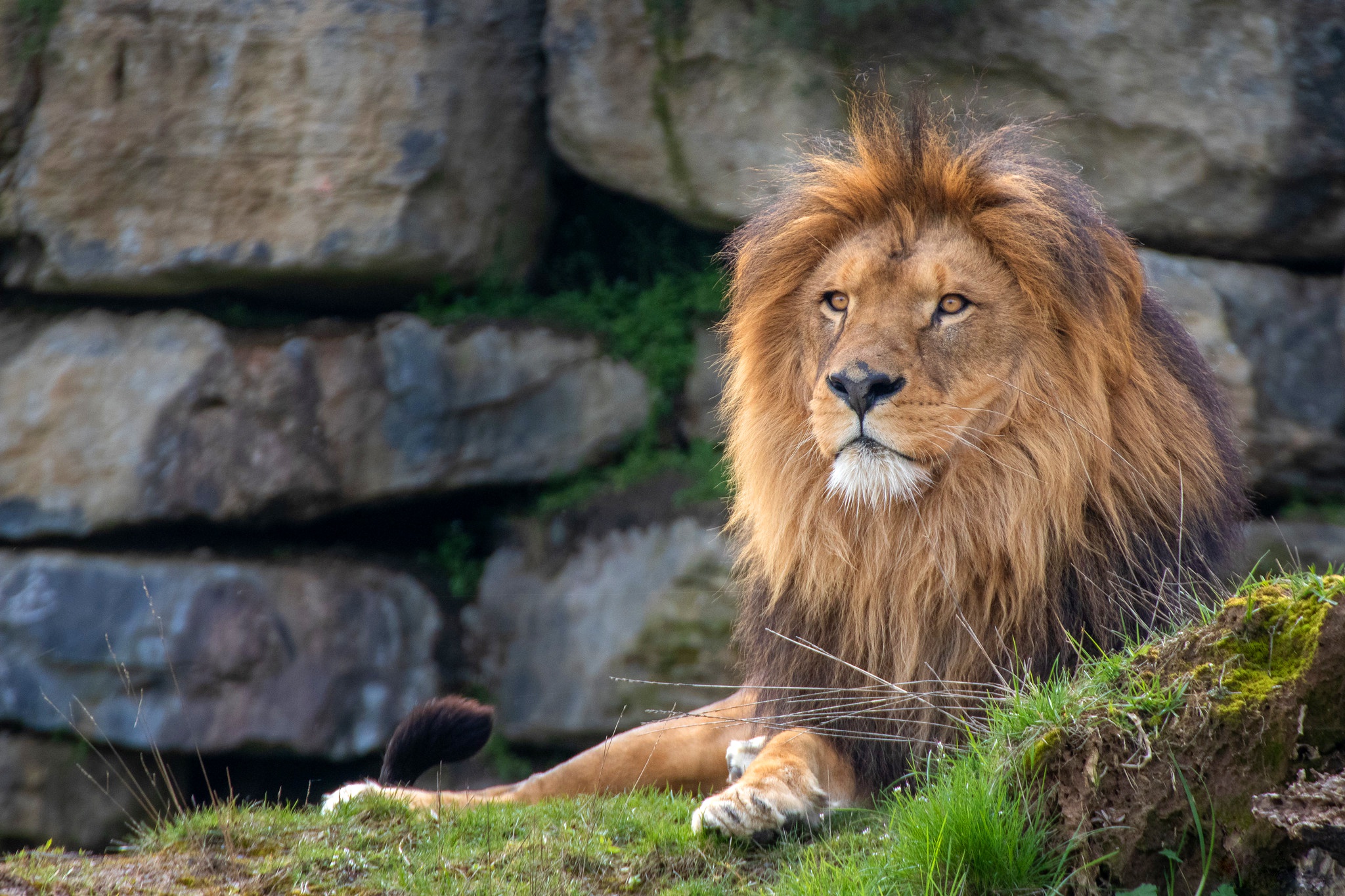 Descarga gratuita de fondo de pantalla para móvil de Animales, Gatos, León.