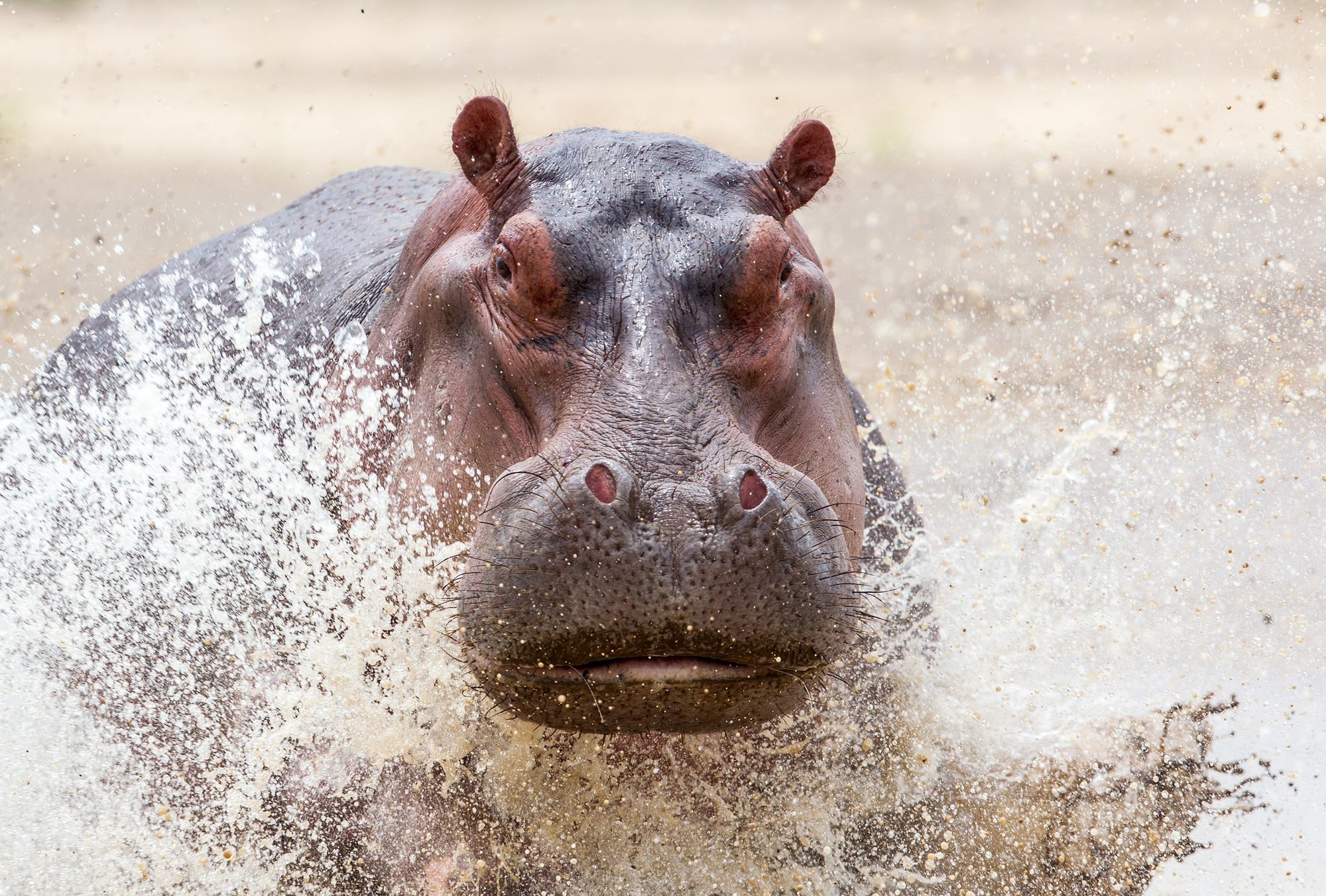 Baixe gratuitamente a imagem Animais, Água, Splash, Hipopótamo na área de trabalho do seu PC