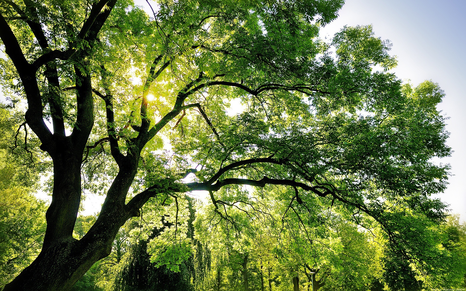 Baixar papel de parede para celular de Árvore, Terra/natureza gratuito.