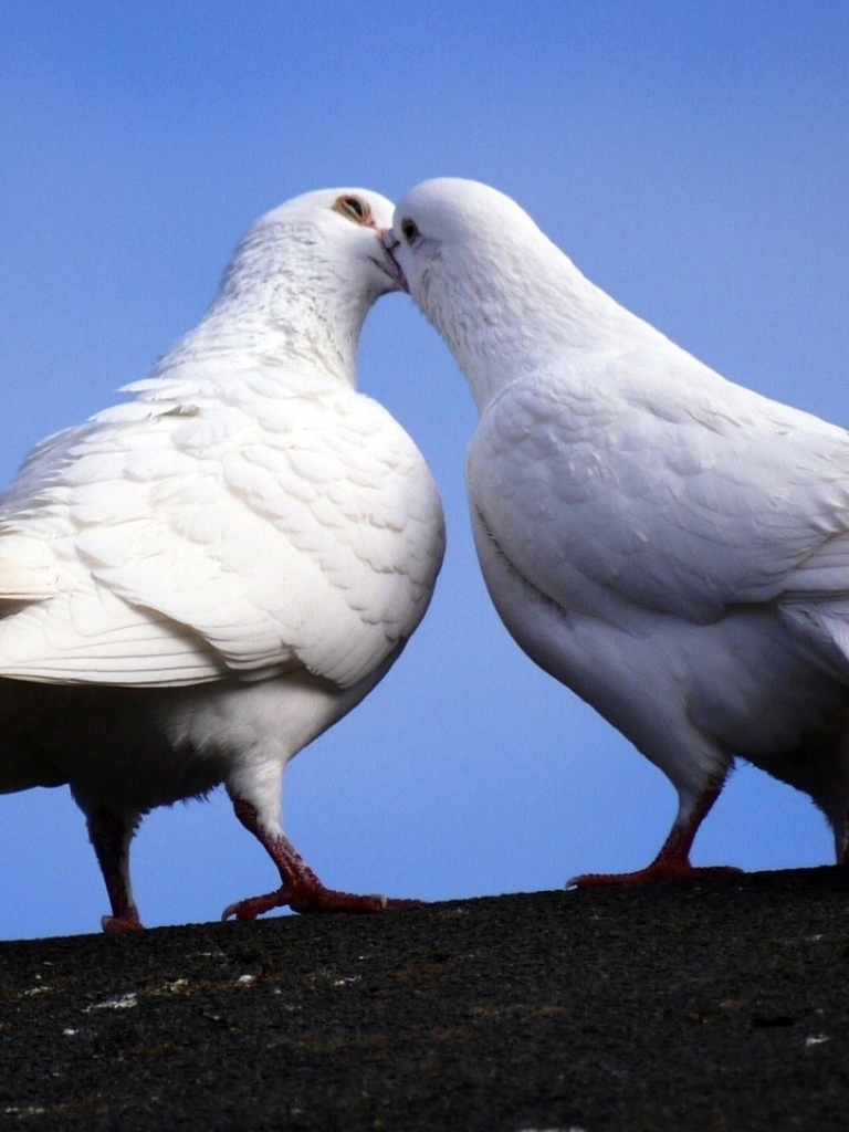 Téléchargez des papiers peints mobile Animaux, Des Oiseaux, Pigeon gratuitement.