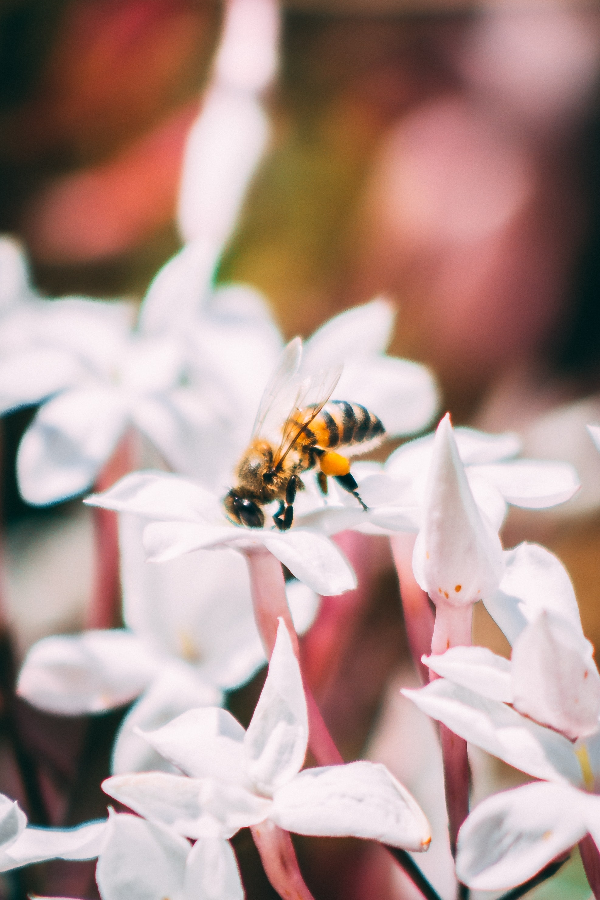 Handy-Wallpaper Biene, Insekt, Makro, Blühenden, Blumen, Blühen kostenlos herunterladen.