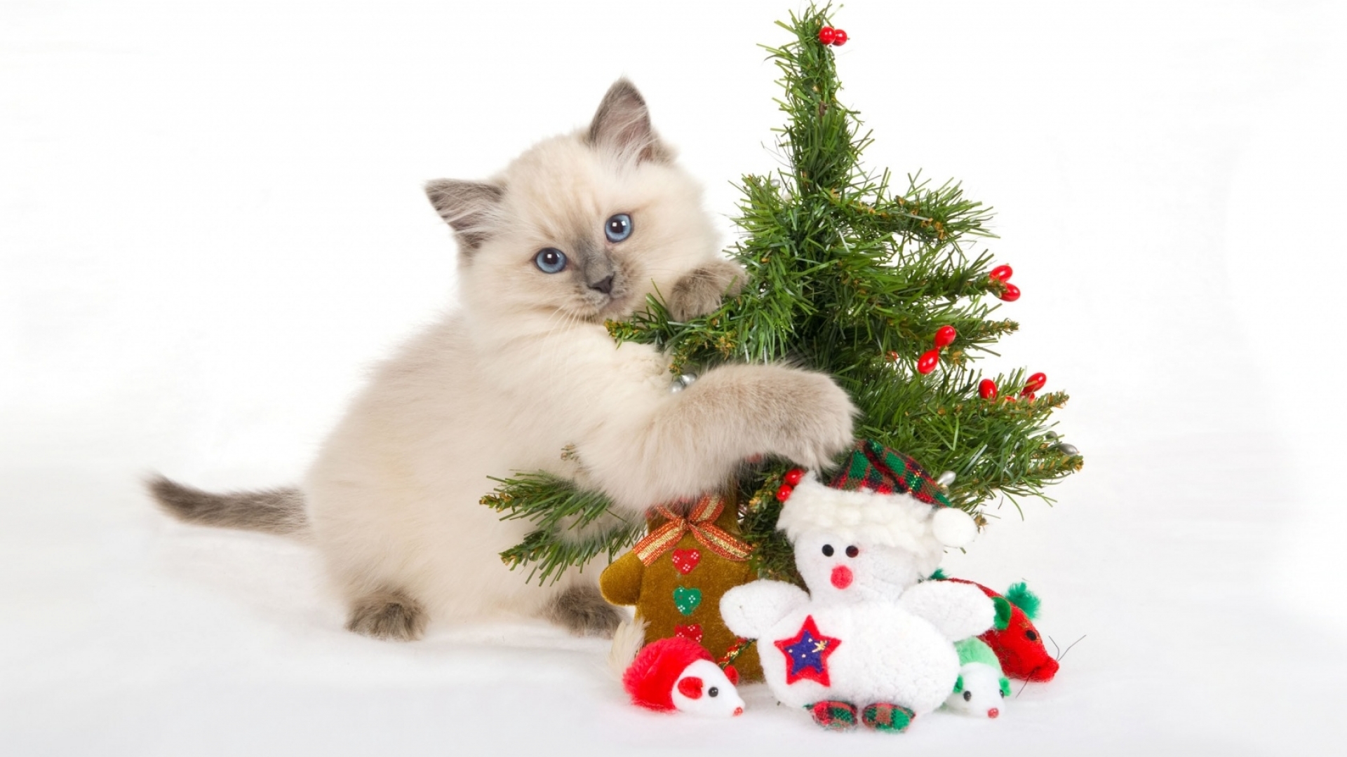 163564 скачать картинку рождество, рождественская елка, кот, милые, праздничные - обои и заставки бесплатно