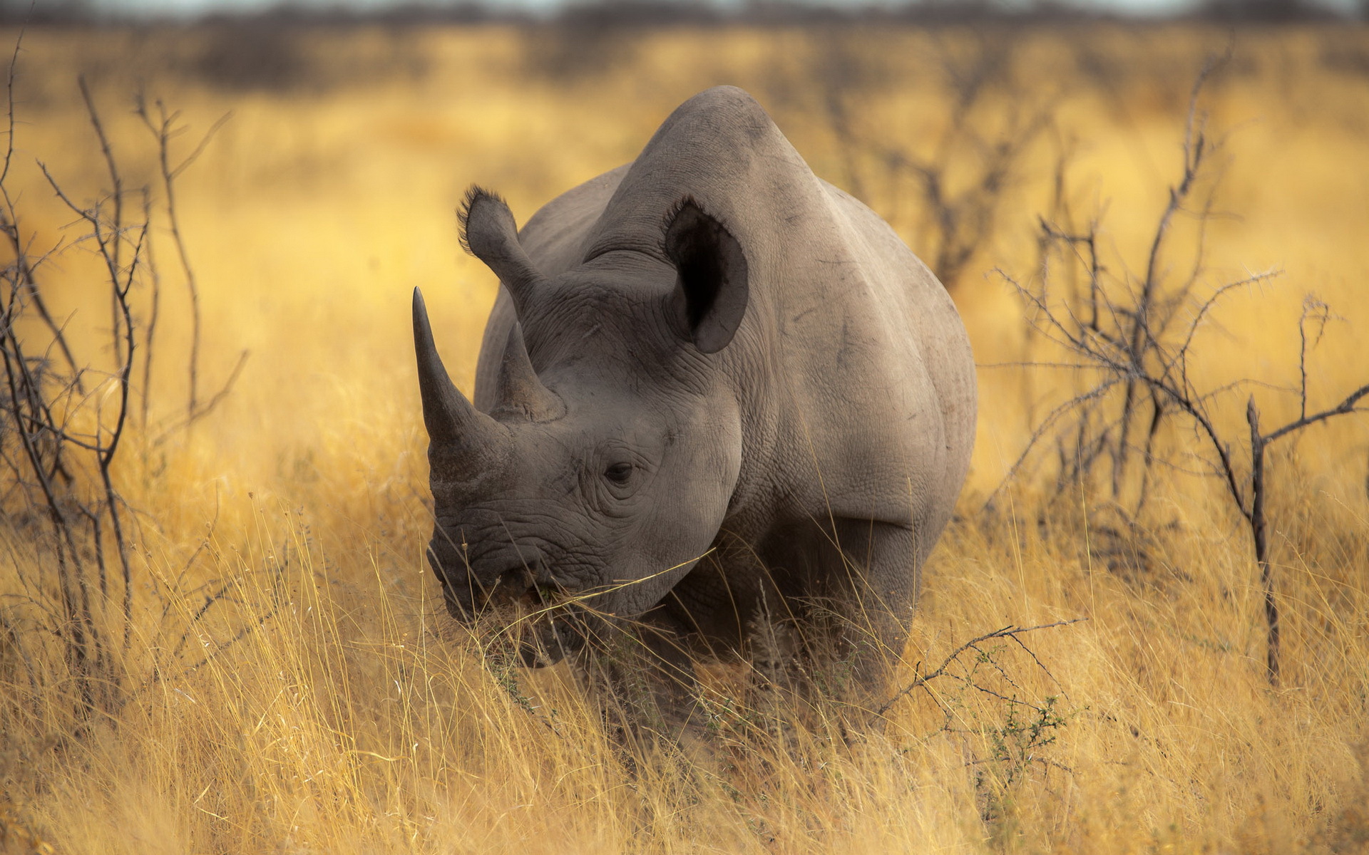 Descarga gratuita de fondo de pantalla para móvil de Rinoceronte, Animales.