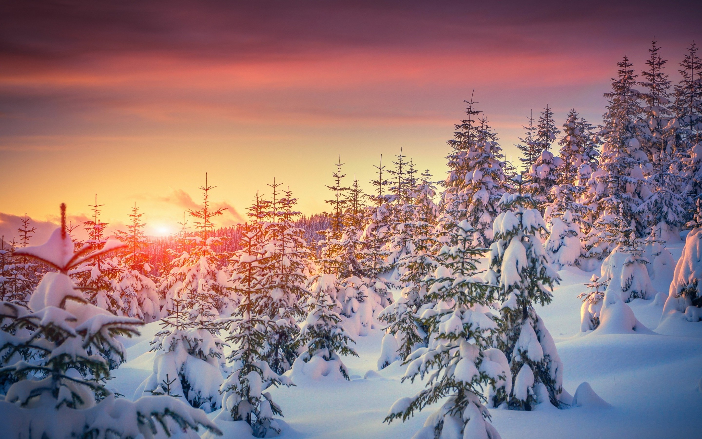 Download mobile wallpaper Winter, Sunset, Forest, Earth for free.