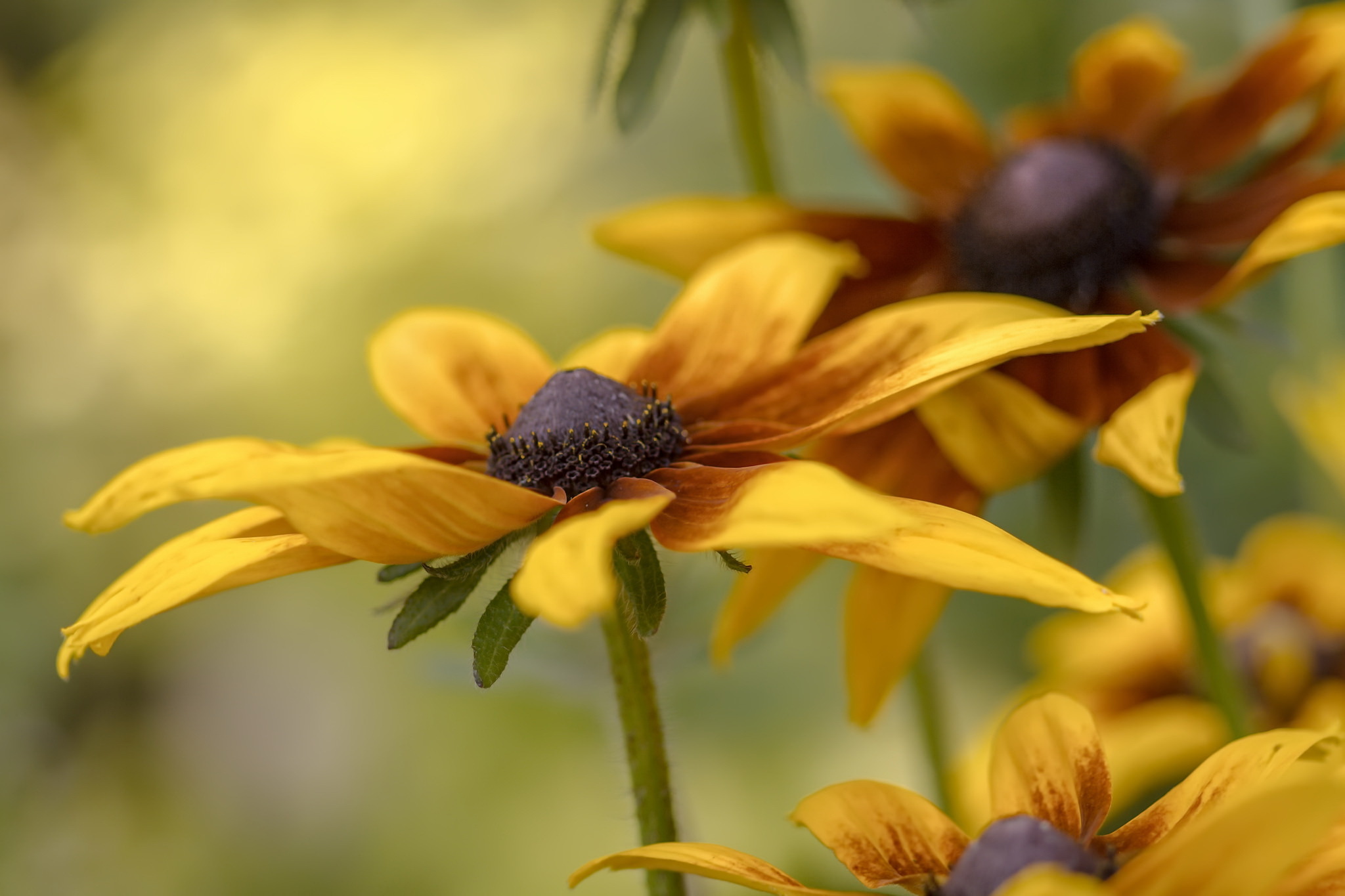 Téléchargez gratuitement l'image Fleurs, Fleur, Fermer, Fleur Jaune, La Nature, Terre/nature sur le bureau de votre PC