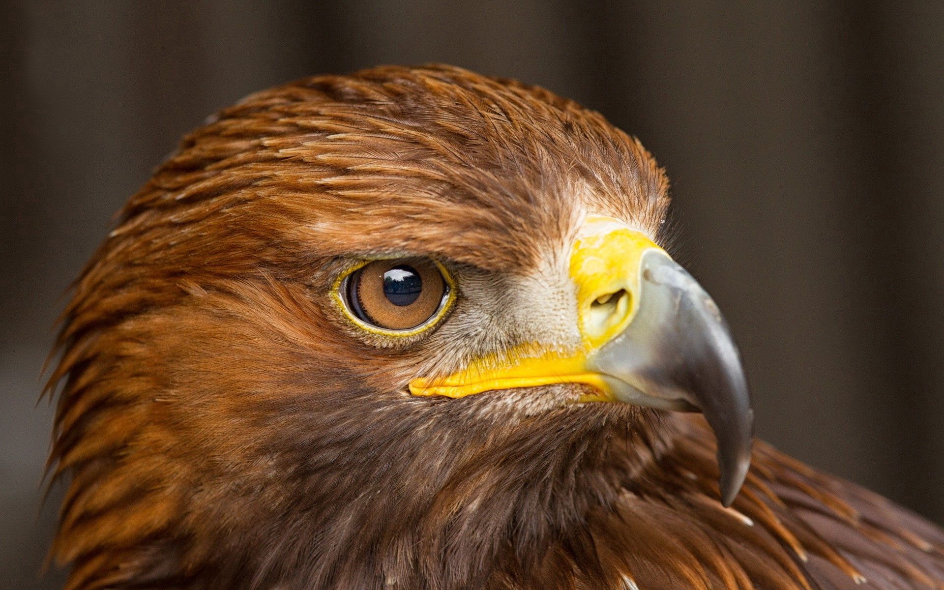 Descarga gratuita de fondo de pantalla para móvil de Depredador, Cabeza, Pico, Pájaro, Animales, Águila.