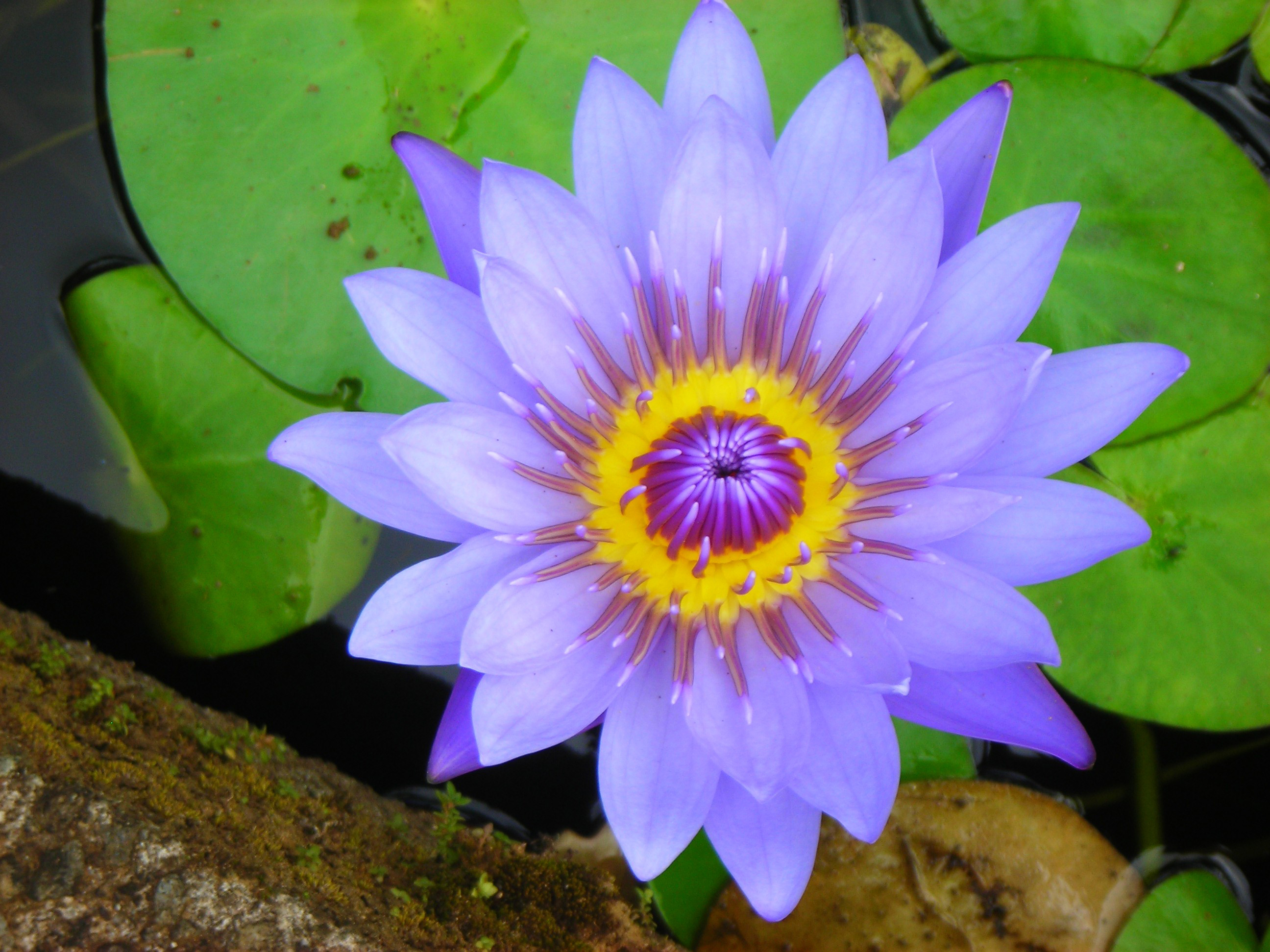 Descarga gratuita de fondo de pantalla para móvil de Flores, Flor, Tierra/naturaleza.