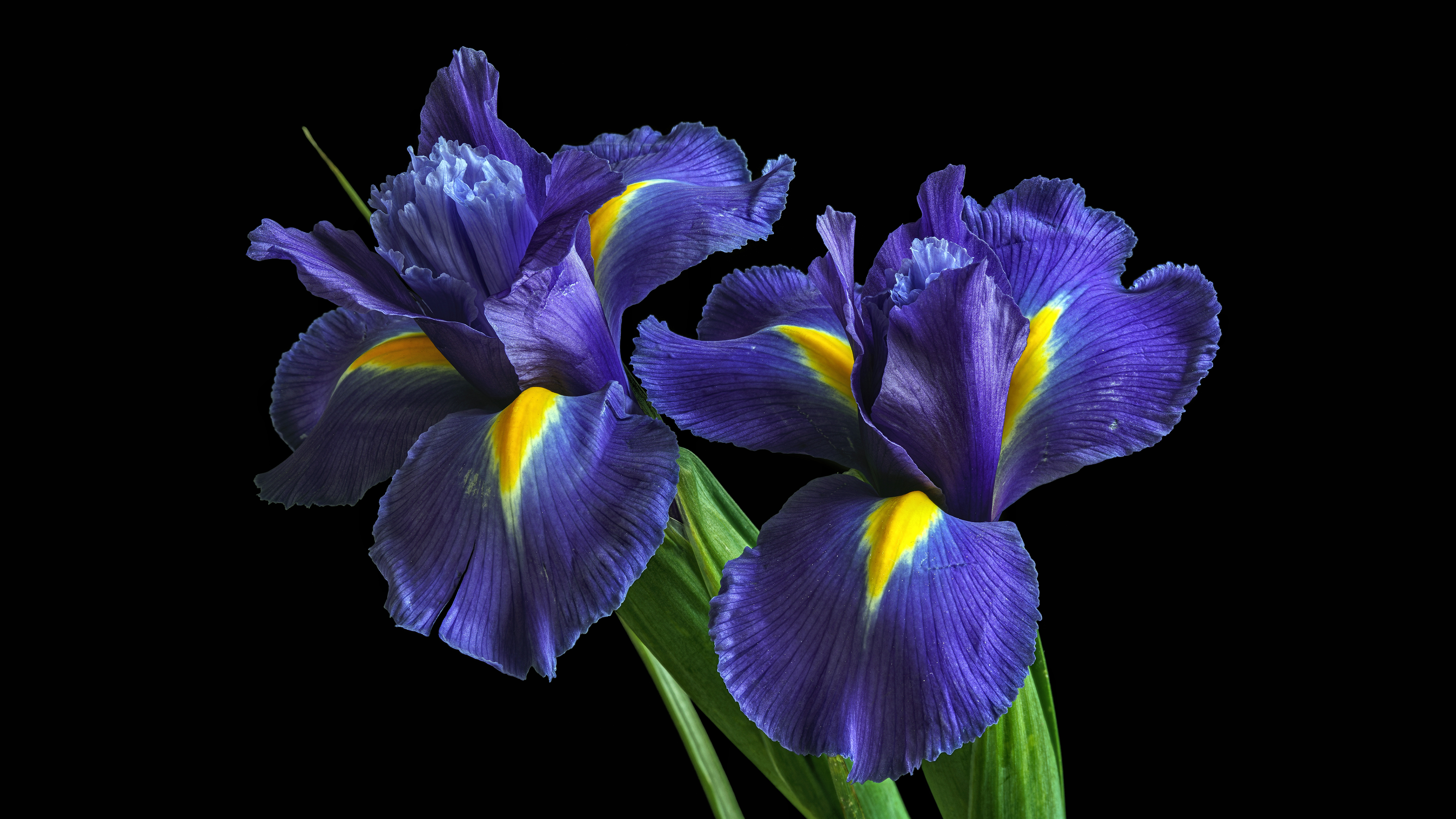 Laden Sie das Blumen, Blume, Schwertlilien, Erde/natur-Bild kostenlos auf Ihren PC-Desktop herunter