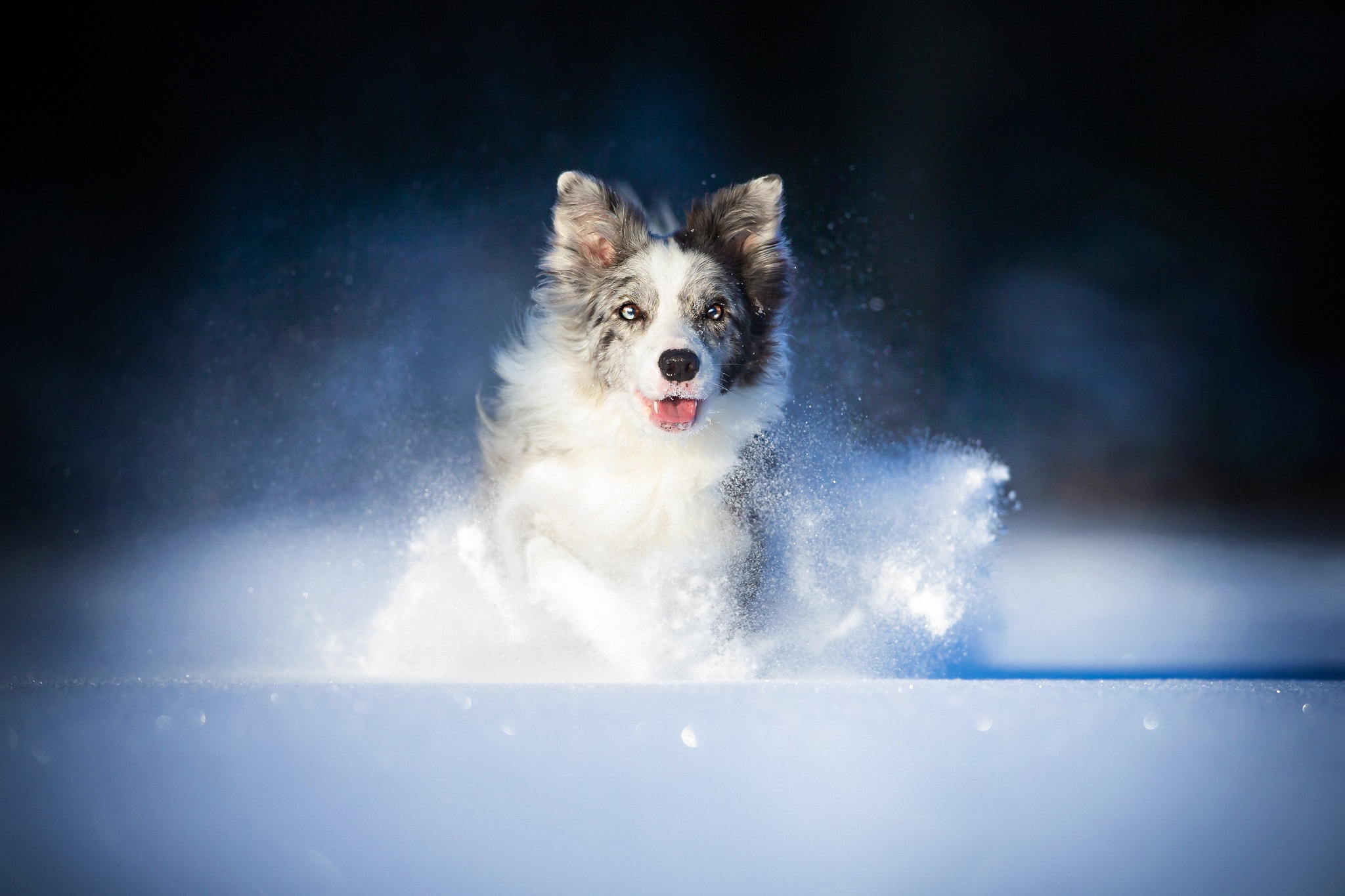 Download mobile wallpaper Dogs, Snow, Dog, Animal, Border Collie for free.