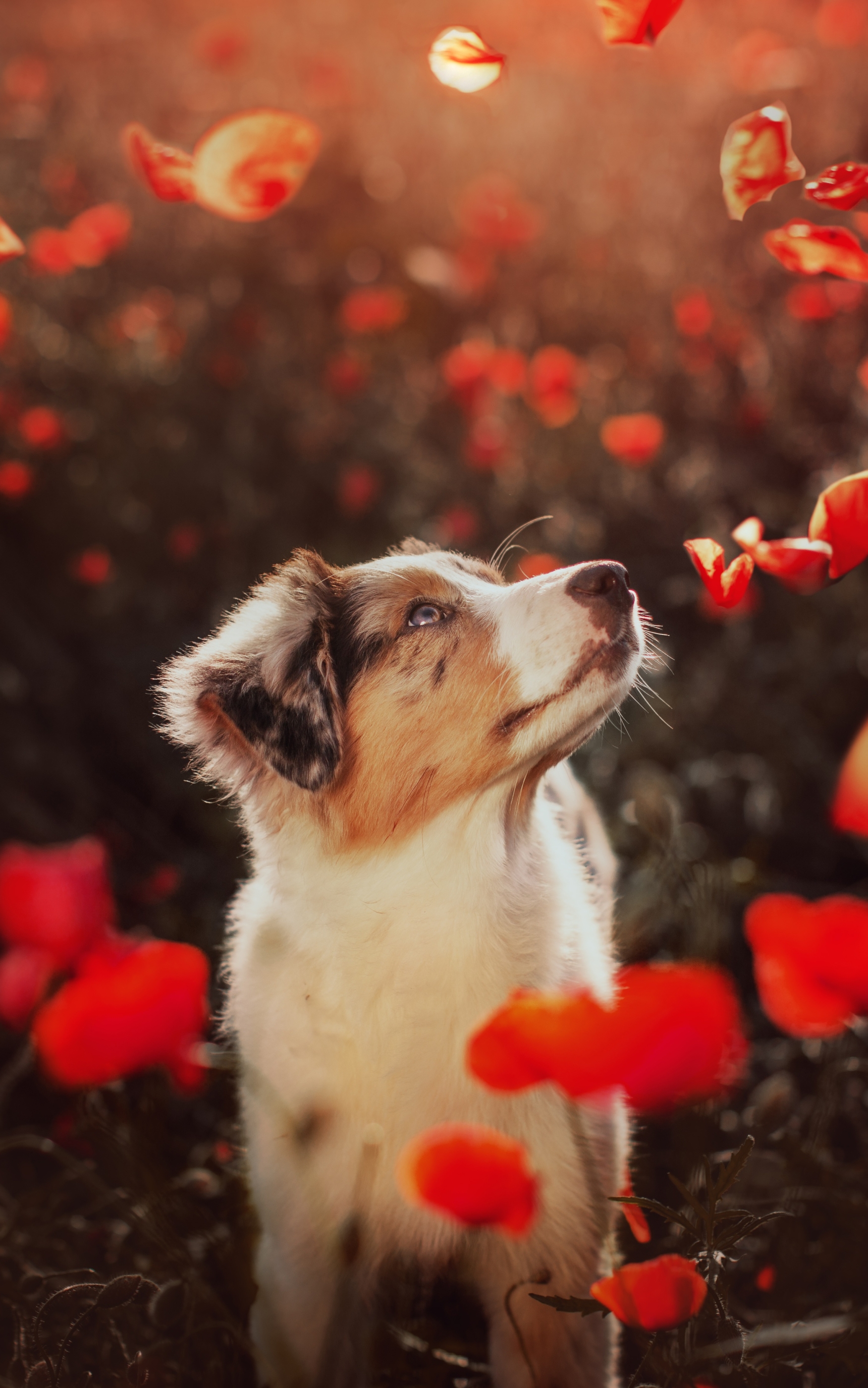 Download mobile wallpaper Dogs, Dog, Animal, Puppy, Australian Shepherd, Baby Animal for free.