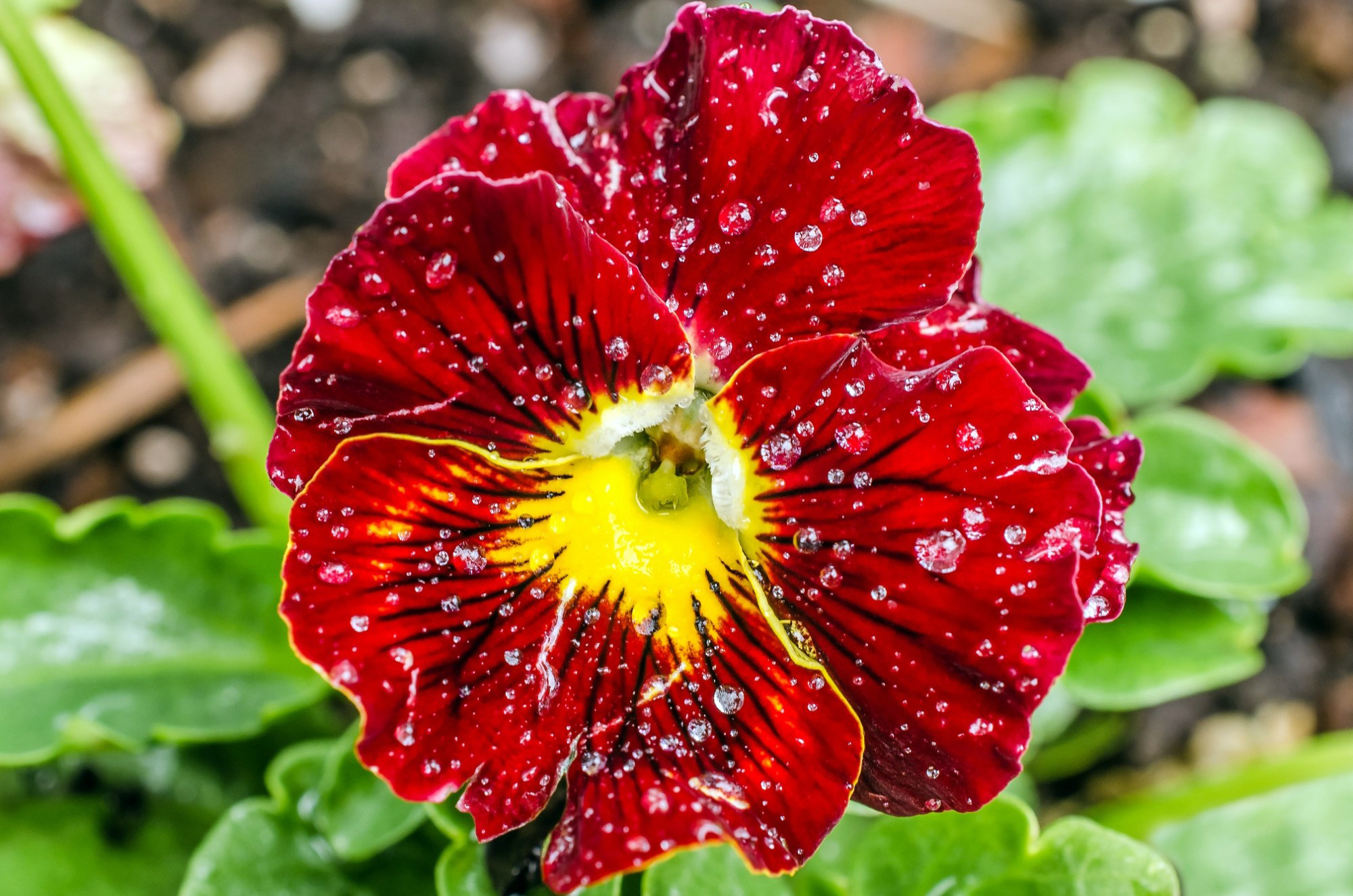 Laden Sie das Blumen, Stiefmütterchen, Blume, Nahansicht, Wassertropfen, Rote Blume, Erde/natur-Bild kostenlos auf Ihren PC-Desktop herunter