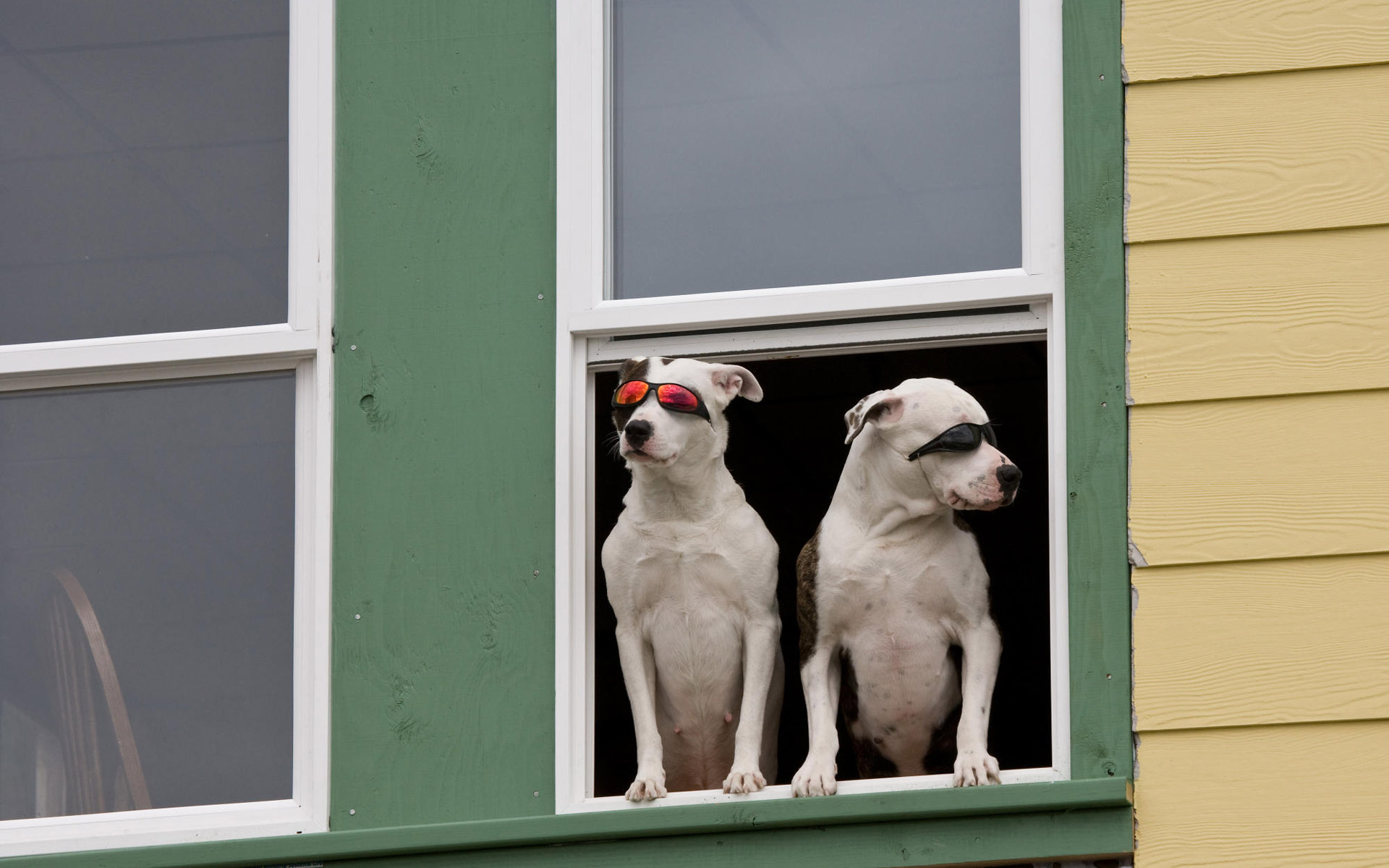 無料モバイル壁紙動物, 犬, 窓, 可愛い, ユーモアをダウンロードします。