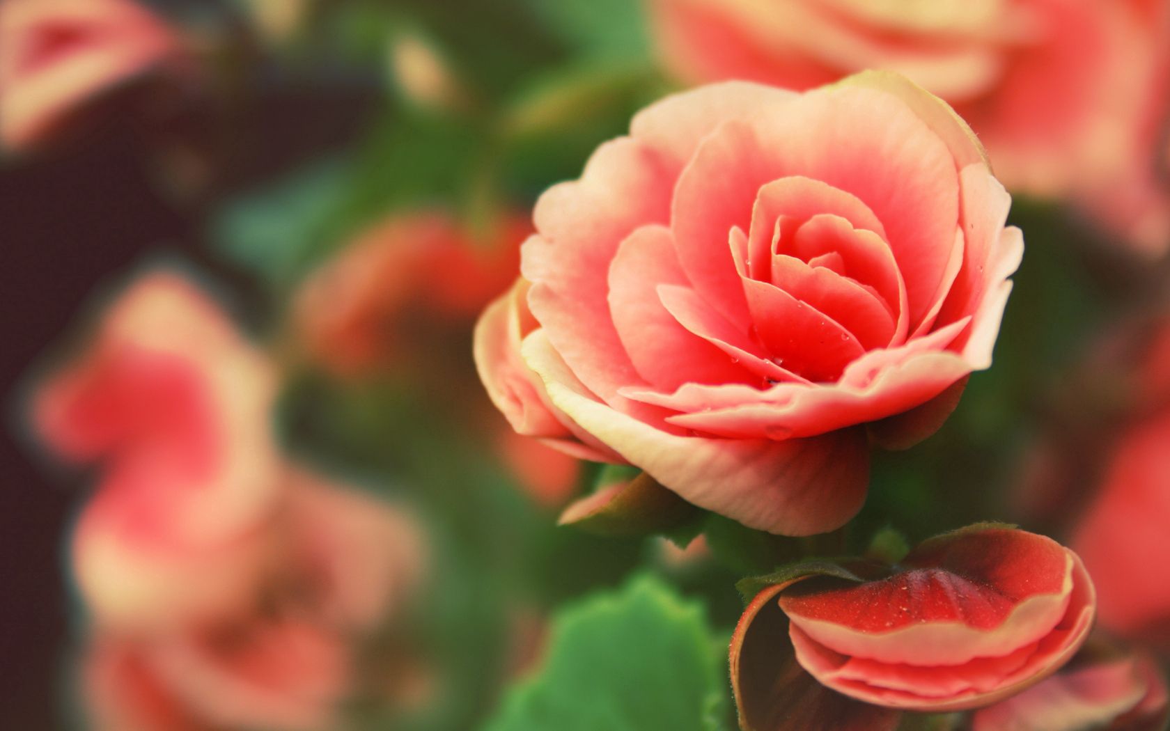 Laden Sie das Blumen, Drops, Makro, Blütenblätter, Rose-Bild kostenlos auf Ihren PC-Desktop herunter