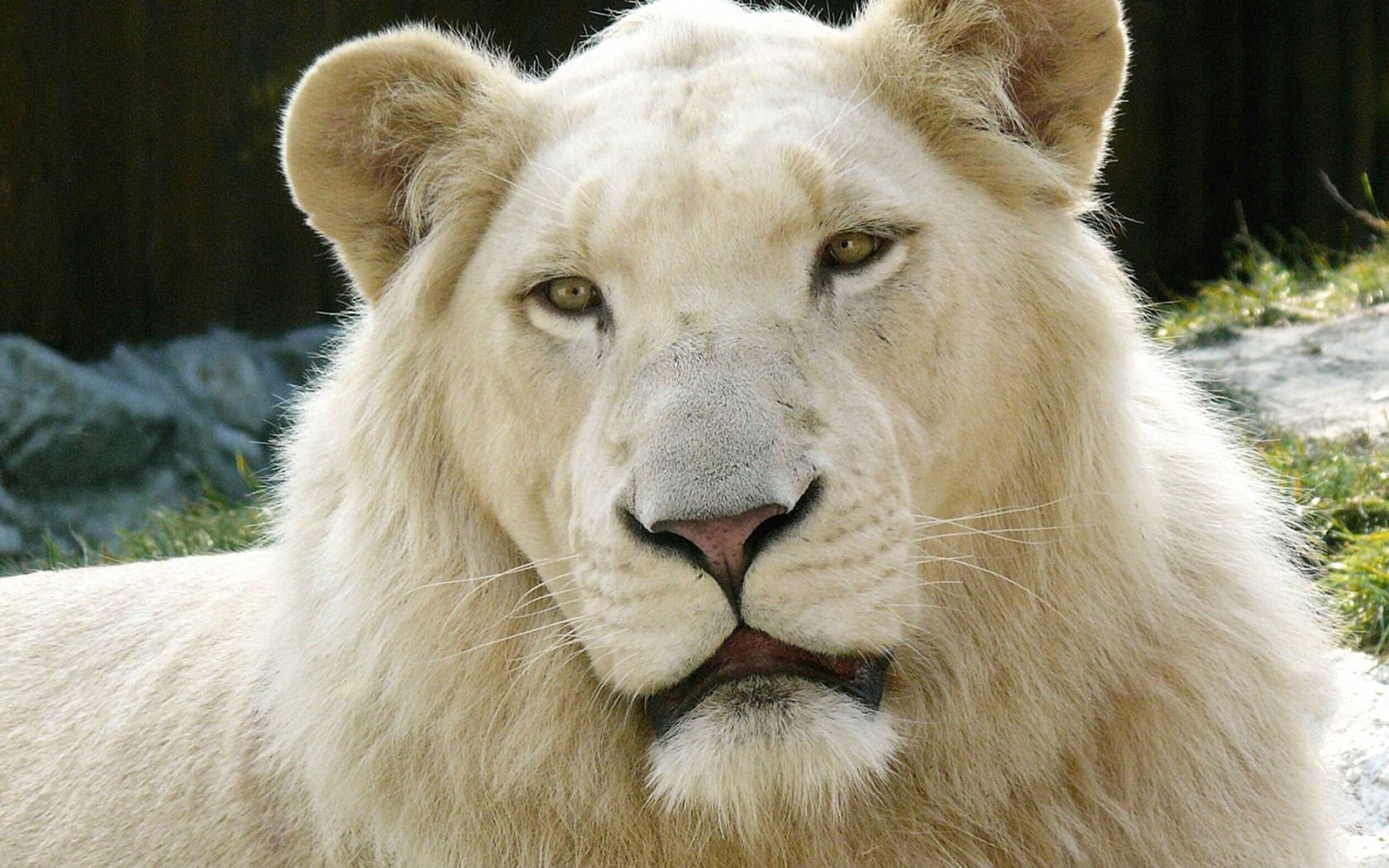 1469255 завантажити шпалери тварина, білий лев - заставки і картинки безкоштовно