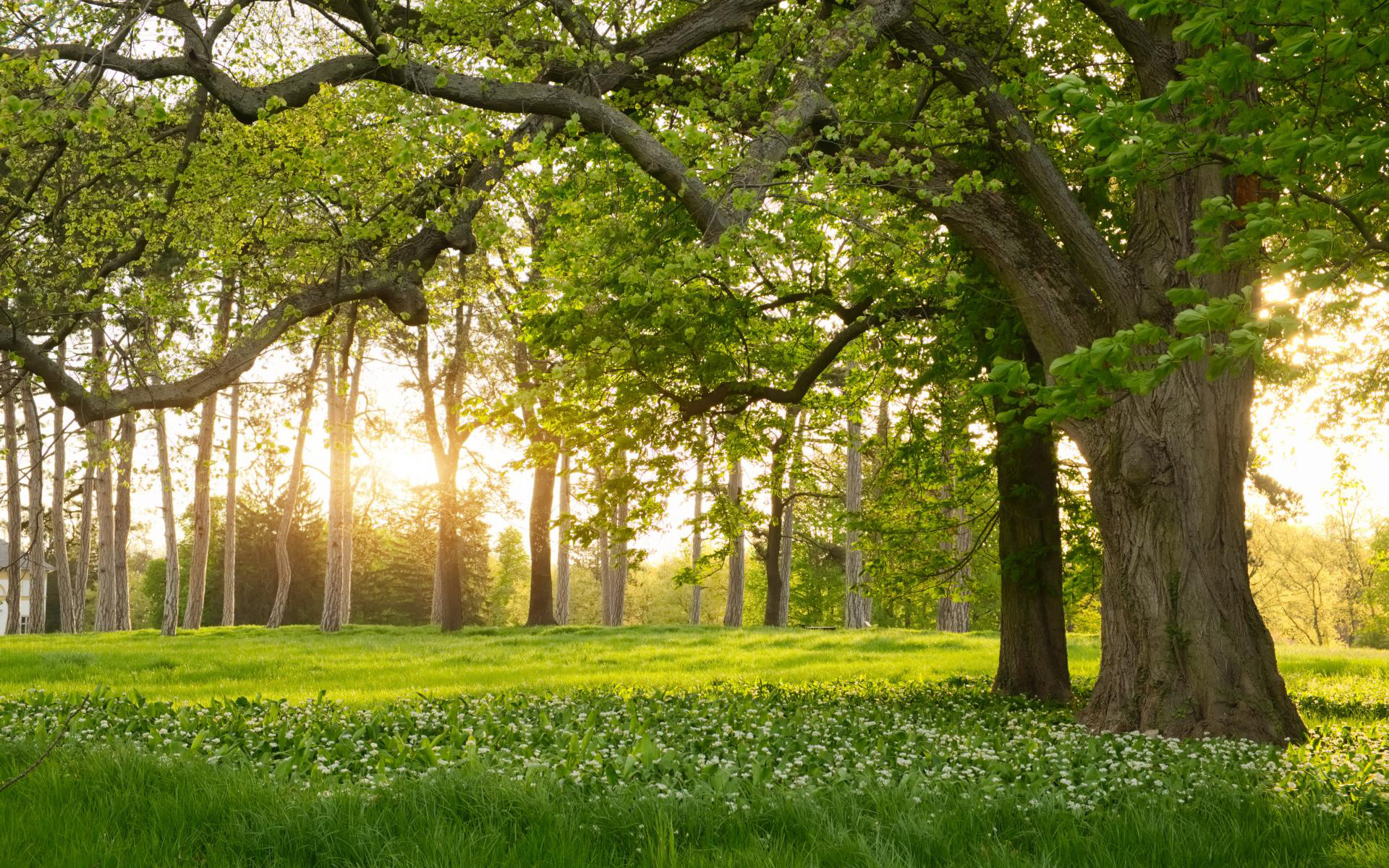 Descarga gratuita de fondo de pantalla para móvil de Paisaje, Naturaleza, Verano, Bosque, Tierra/naturaleza.