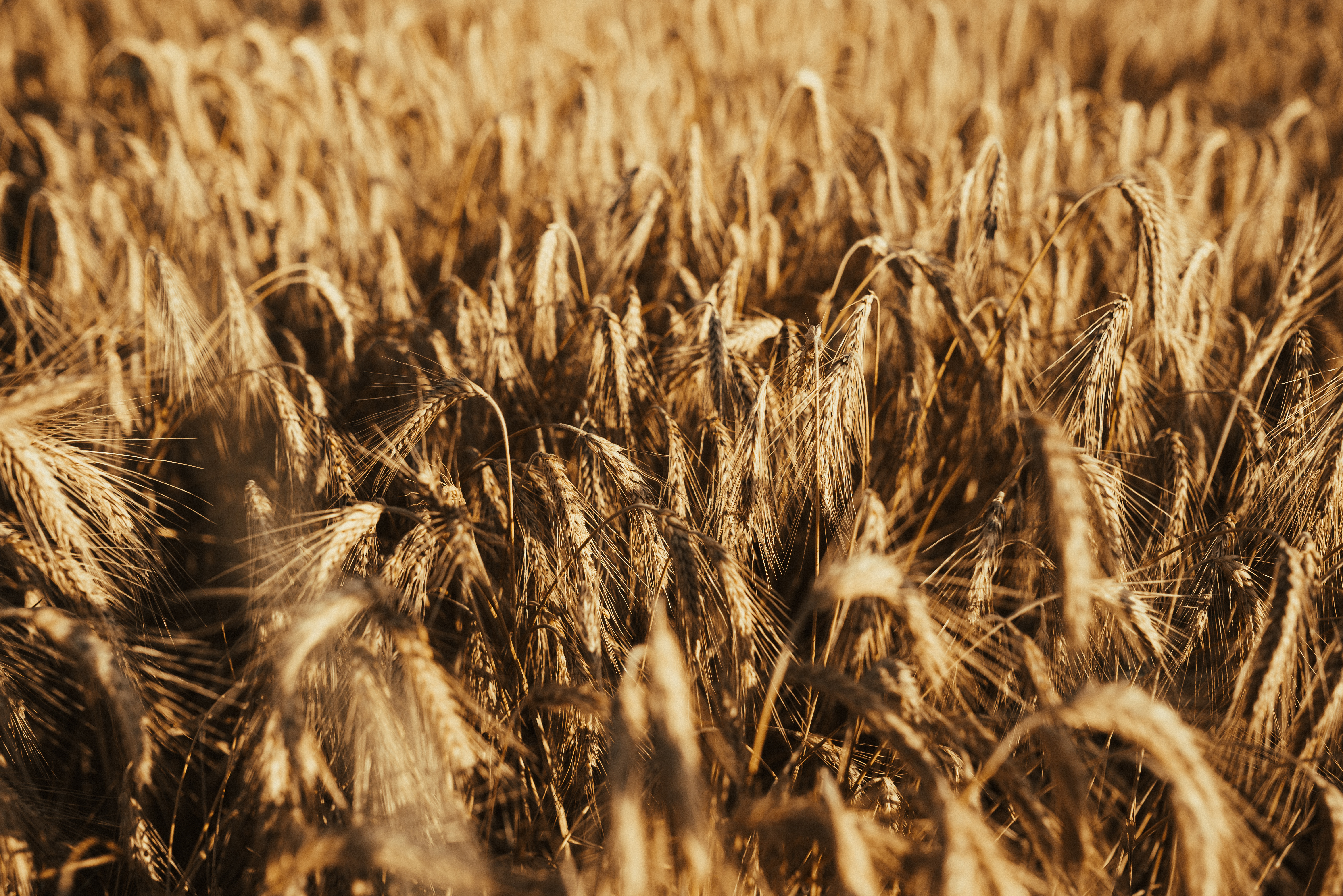 Download mobile wallpaper Field, Ears, Spikes, Dry, Nature, Wheat for free.