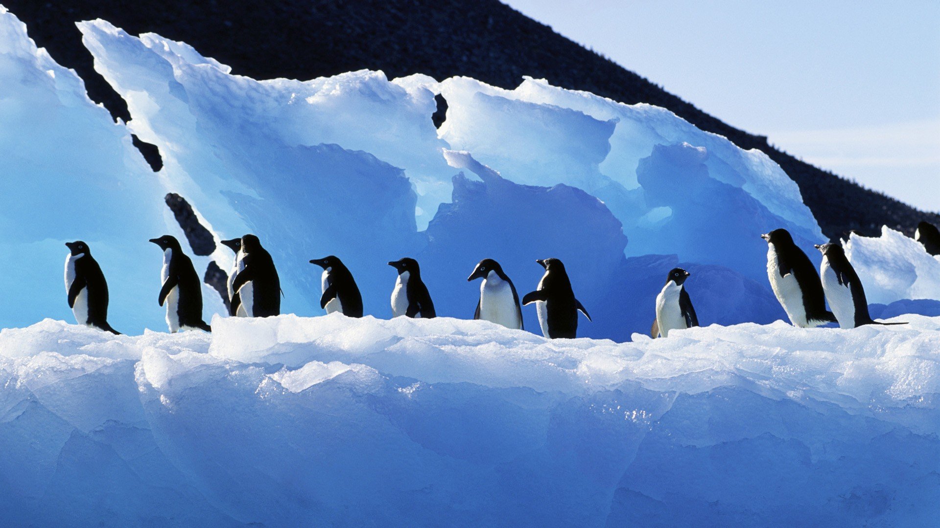 Descarga gratis la imagen Pingüino, Ave, Aves, Animales en el escritorio de tu PC