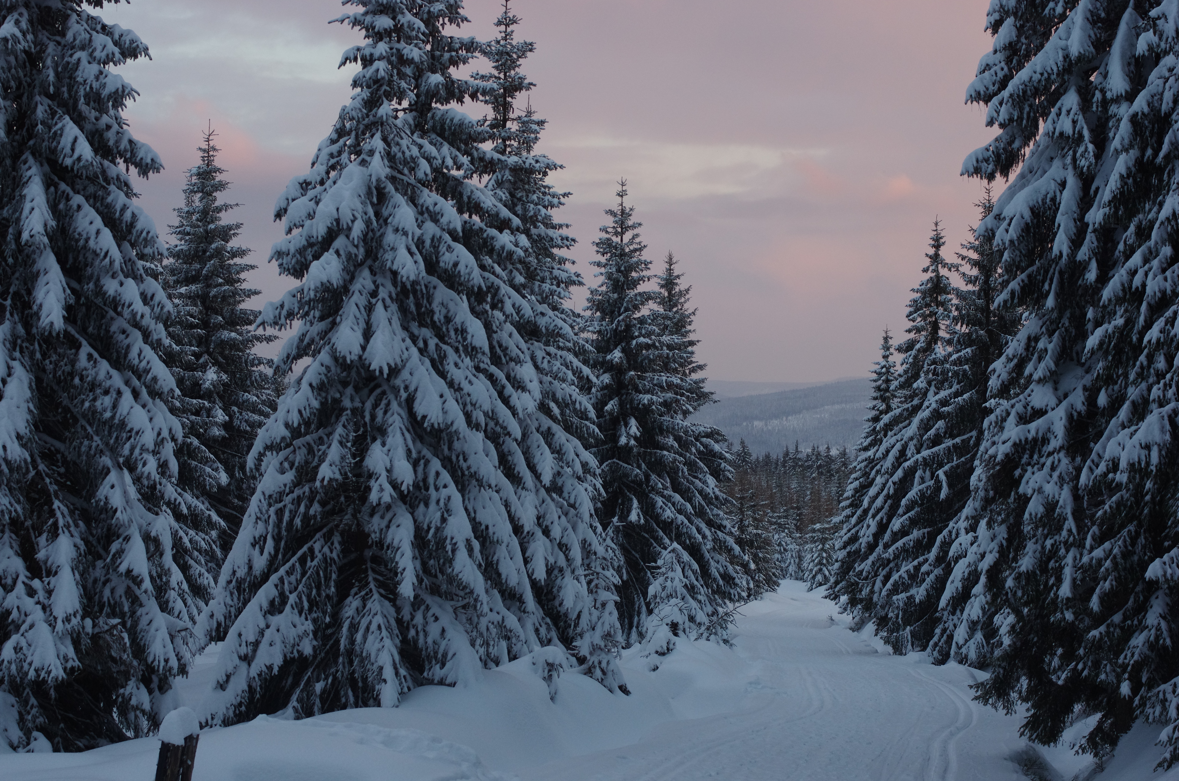 Download mobile wallpaper Winter, Pine, Snow, Forest, Tree, Earth, Cloud for free.