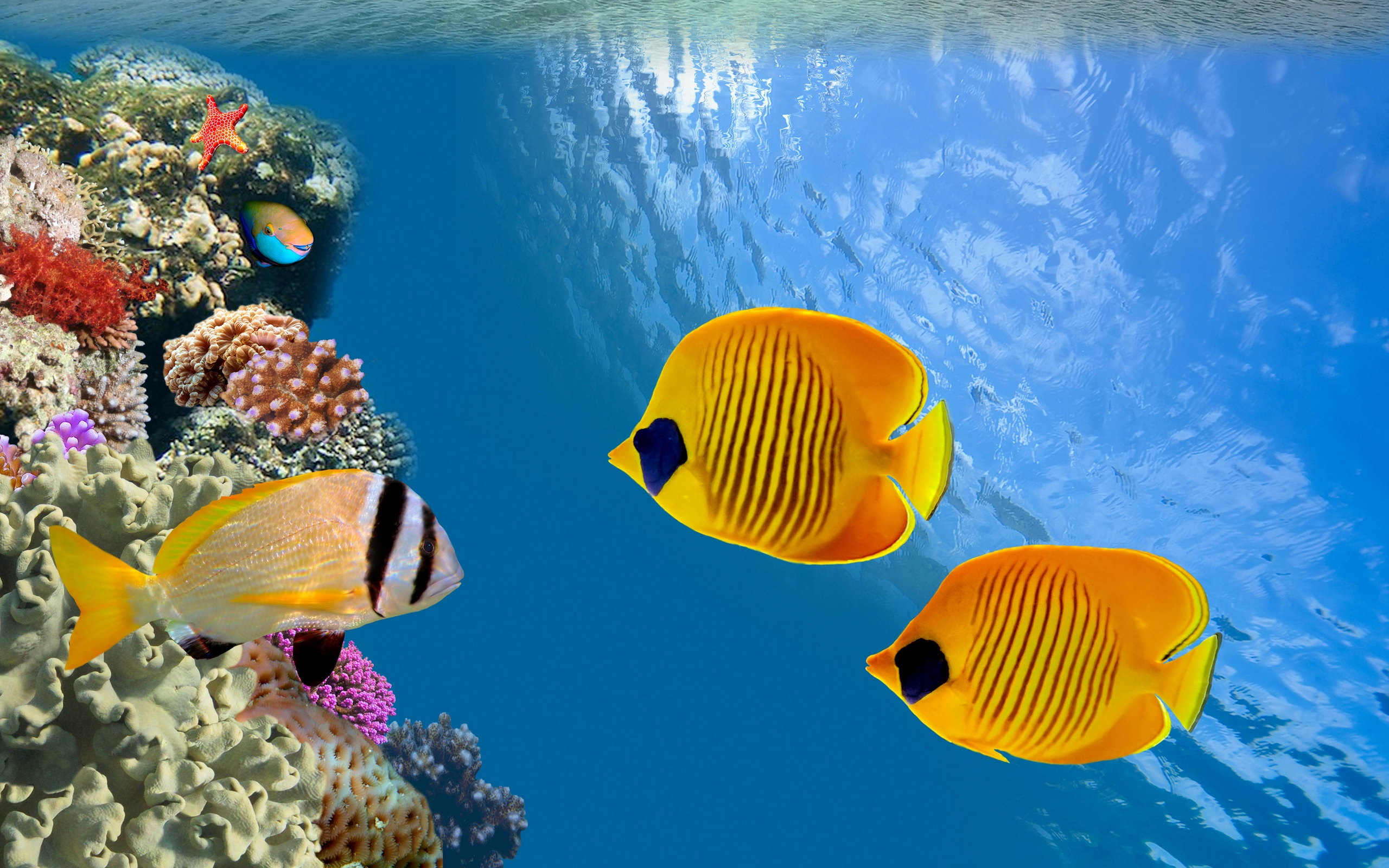 fishes, animal, fish, butterflyfish