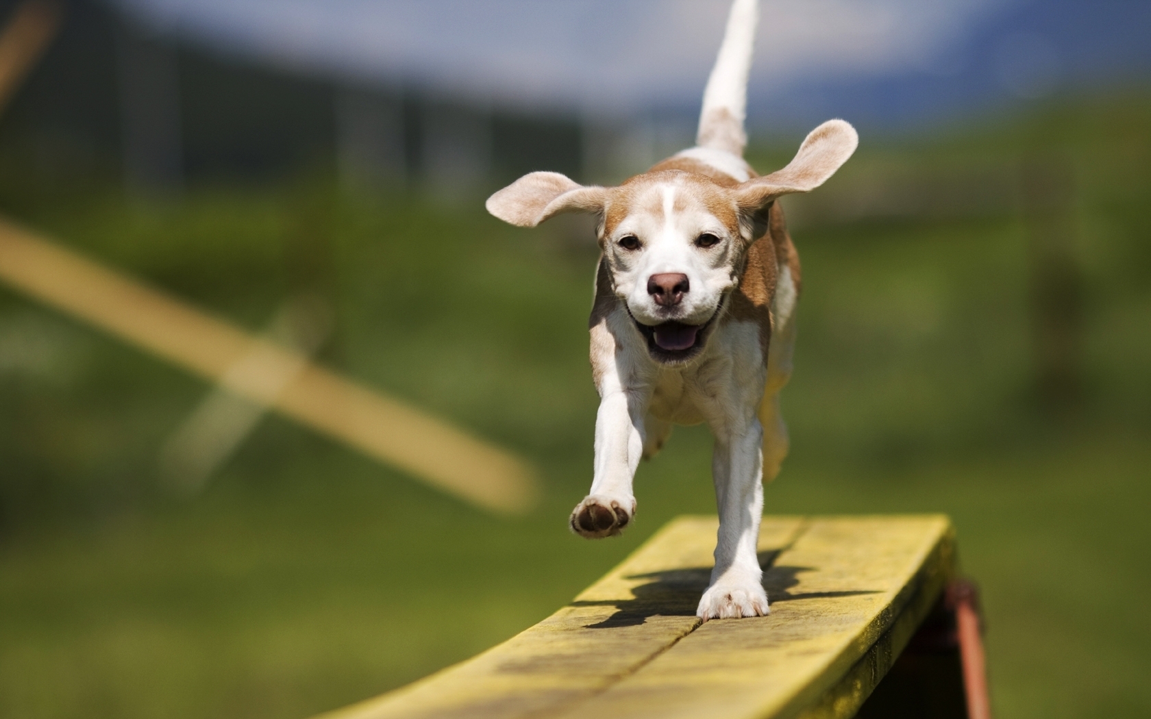 Baixe gratuitamente a imagem Animais, Cães na área de trabalho do seu PC