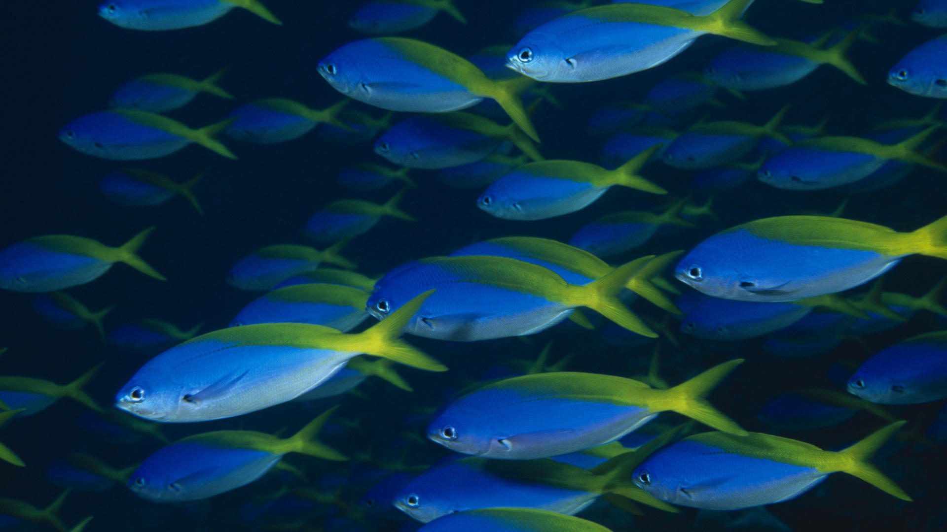 Baixe gratuitamente a imagem Animais, Natureza, Peixes, Oceano, Peixe na área de trabalho do seu PC