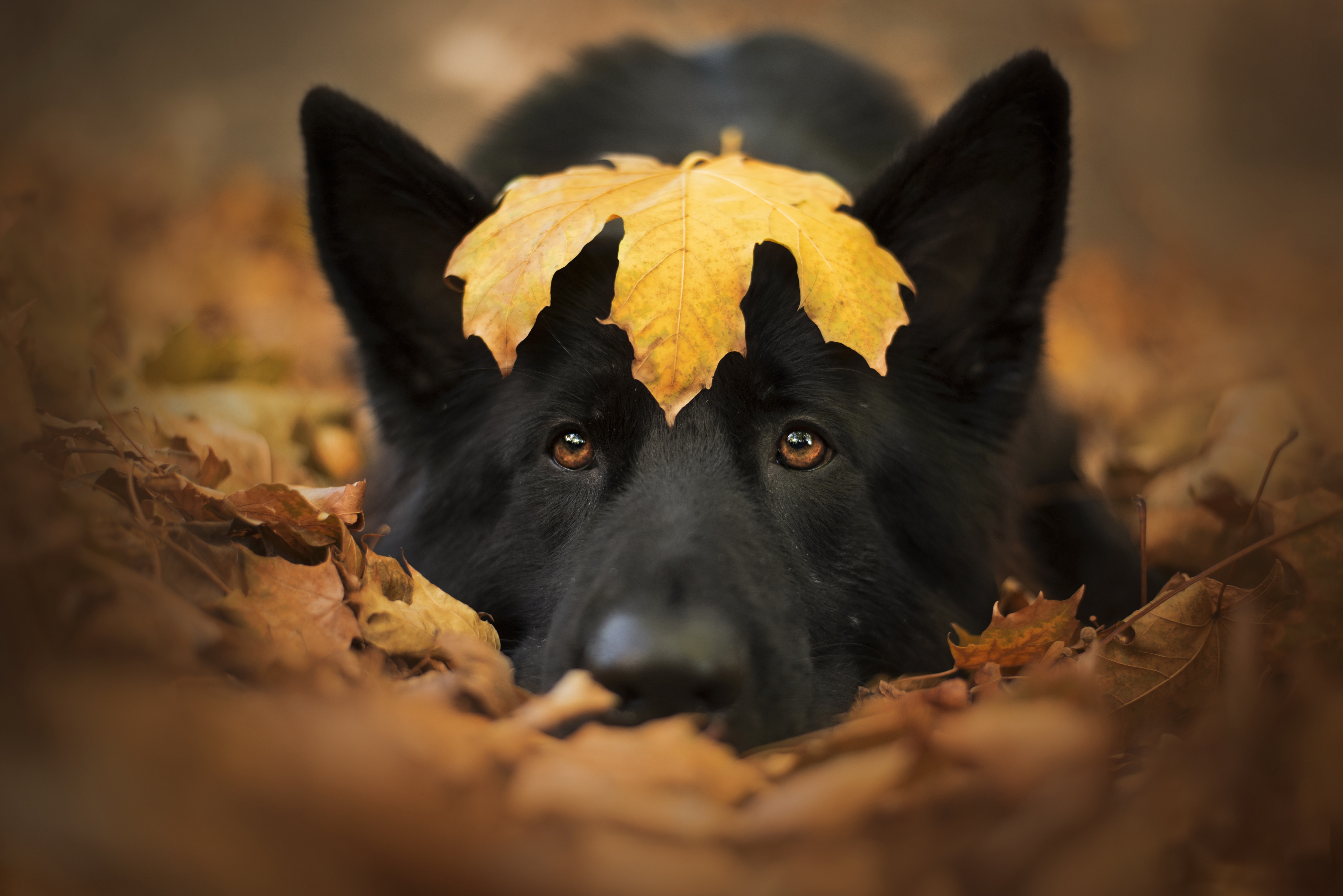 Download mobile wallpaper Dogs, Dog, Leaf, Animal, German Shepherd for free.