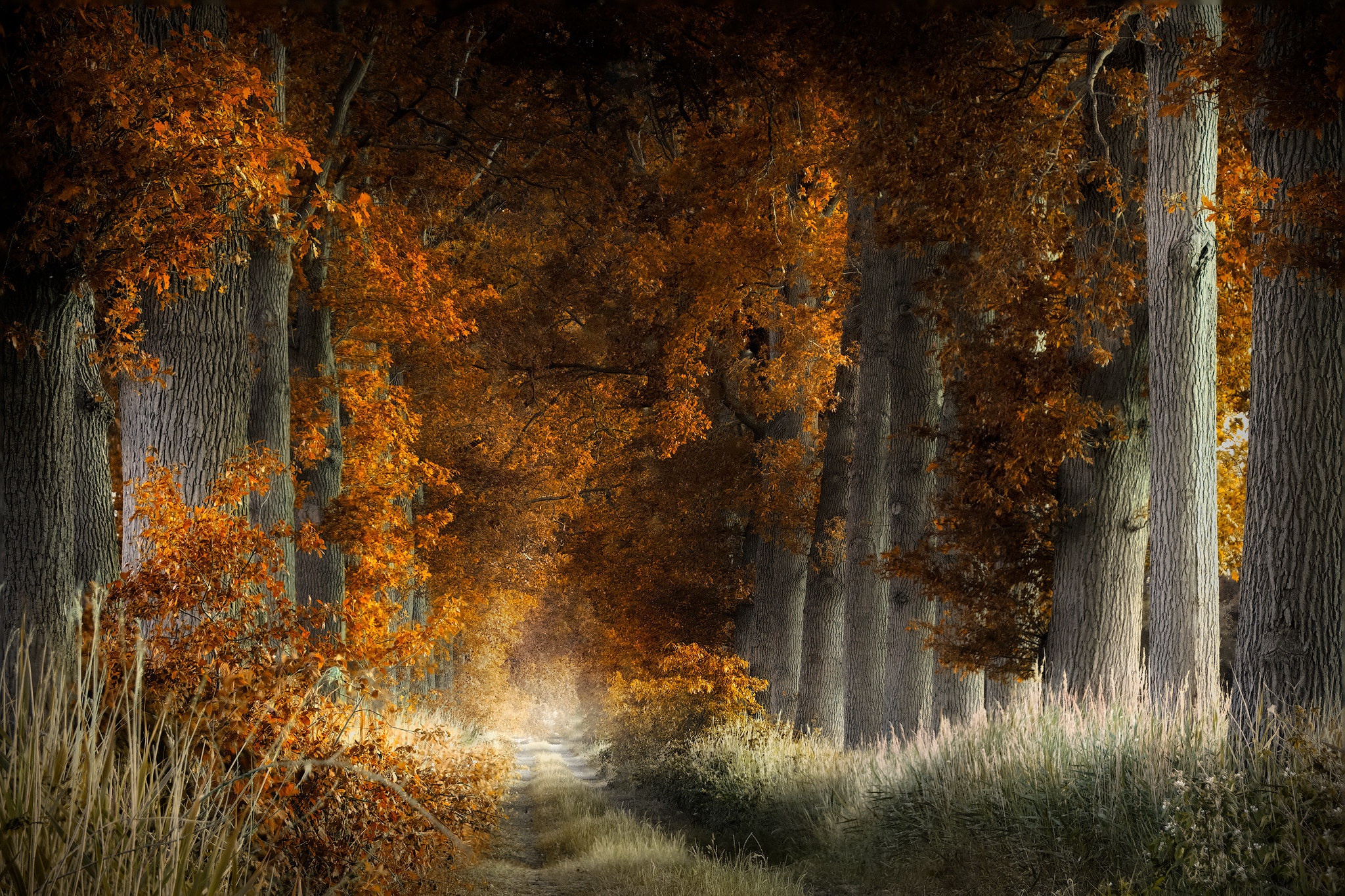 Téléchargez des papiers peints mobile Automne, Forêt, Chemin, Terre/nature gratuitement.