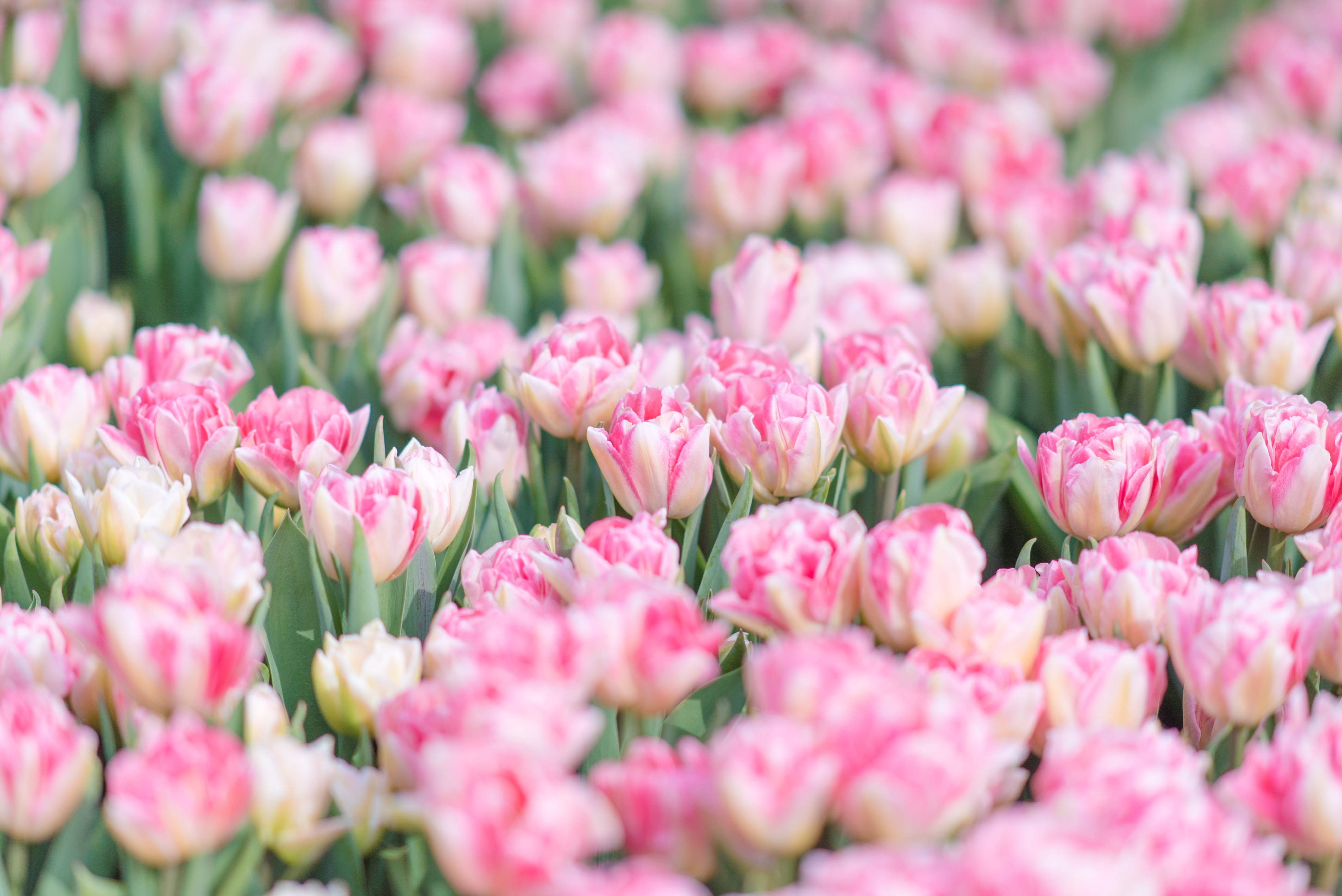 Free download wallpaper Nature, Flowers, Summer, Flower, Close Up, Earth, Tulip, Pink Flower on your PC desktop