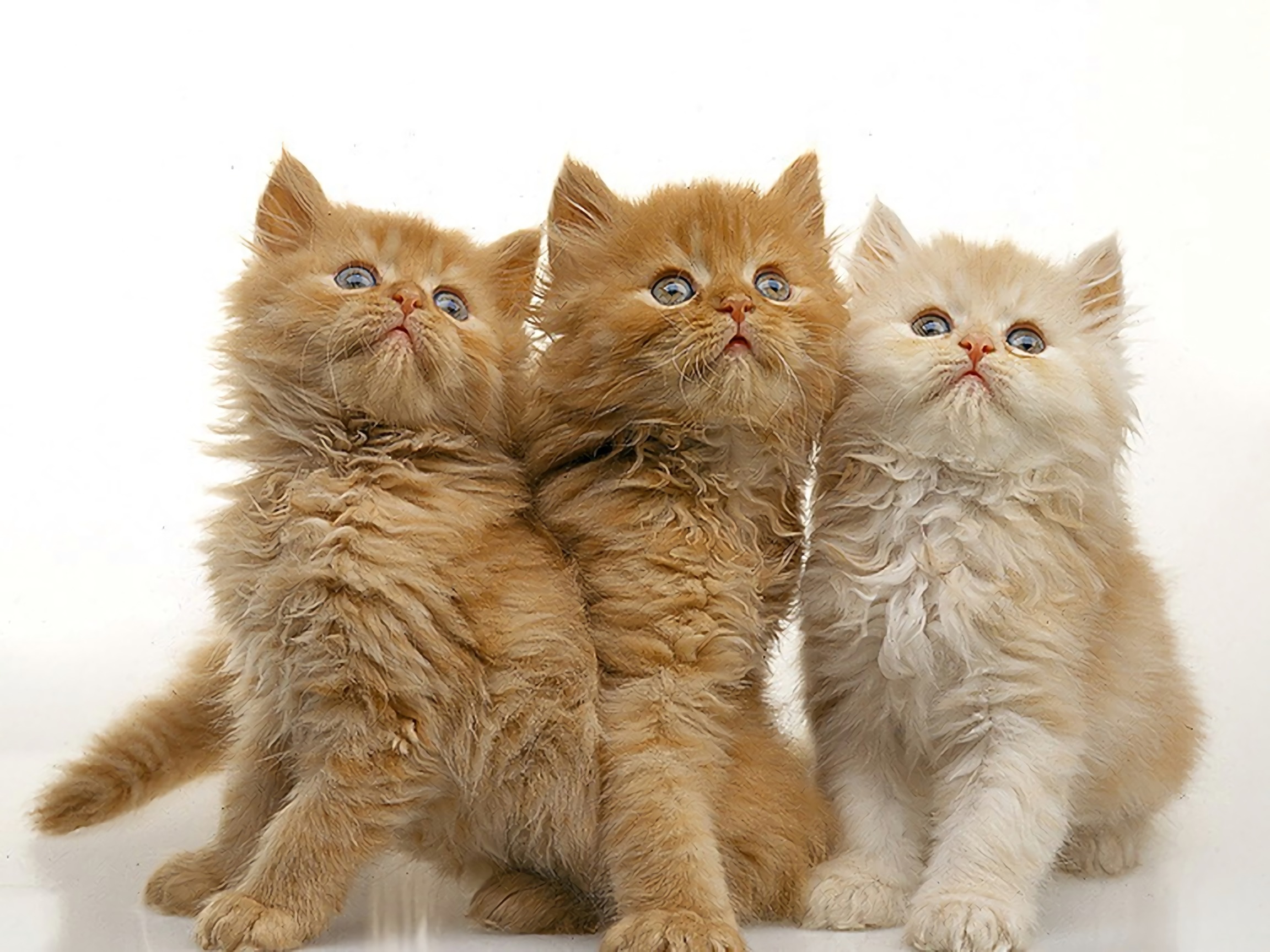 Download mobile wallpaper Cats, Cat, Kitten, Animal for free.