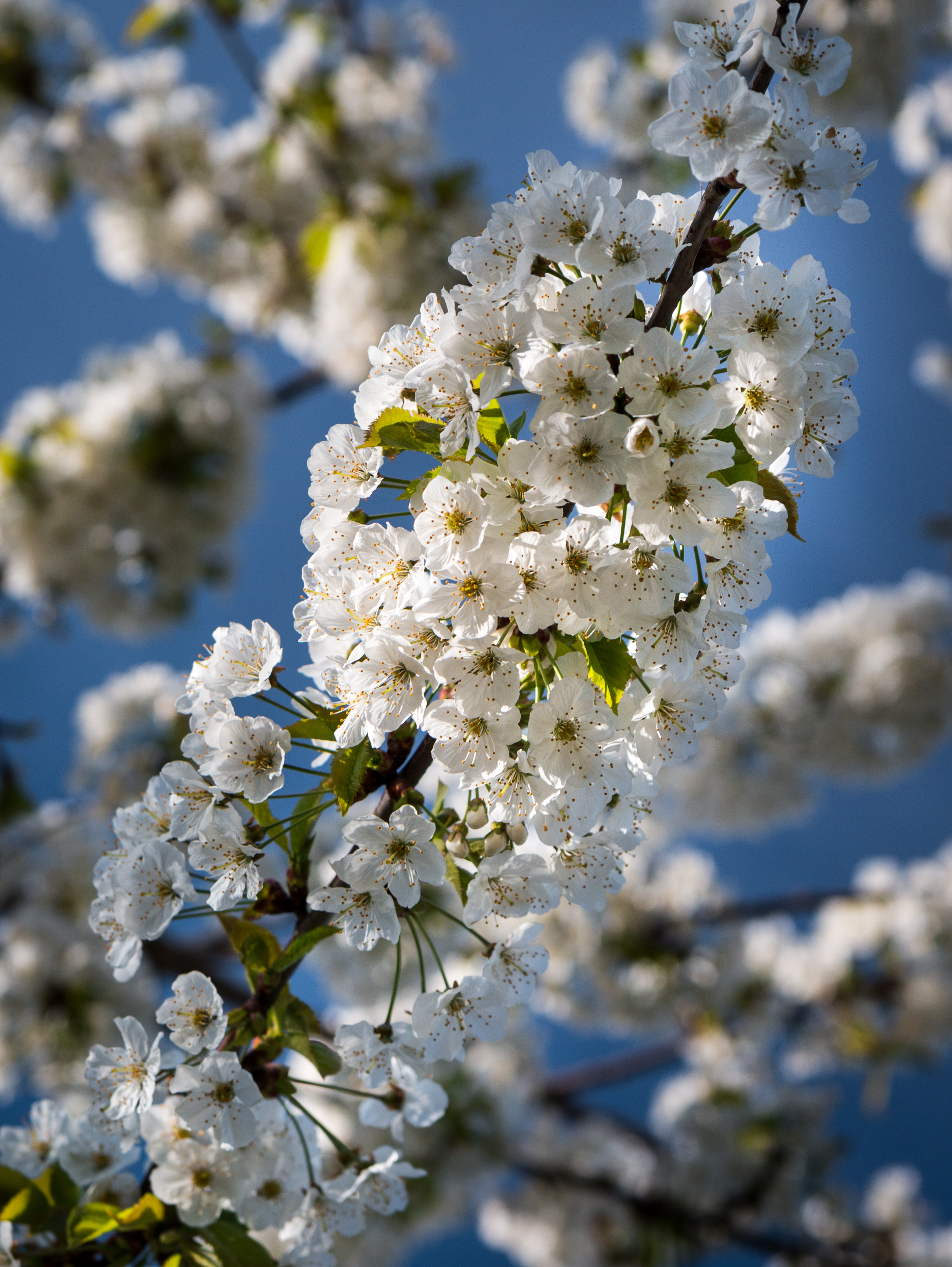 無料モバイル壁紙ブランチ, 咲く, フラワーズ, 枝, 開花をダウンロードします。