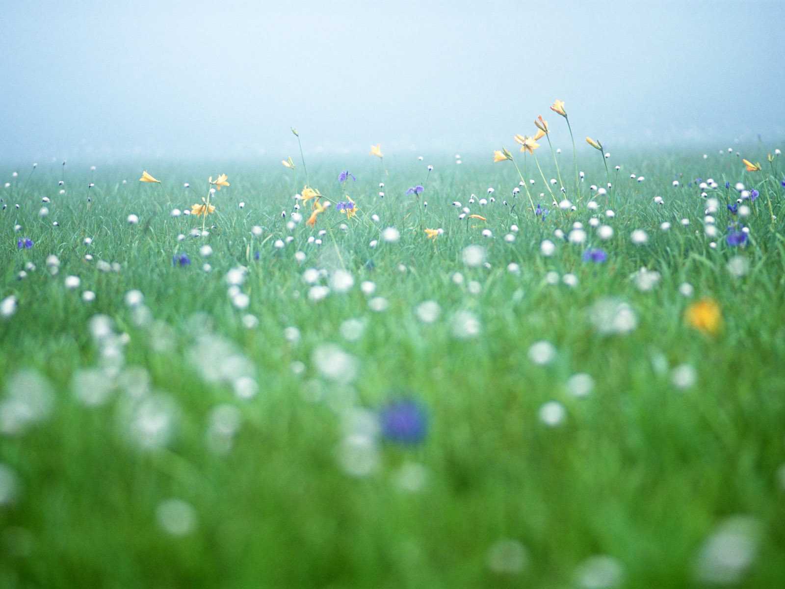 Descarga gratuita de fondo de pantalla para móvil de Flores, Flor, Tierra/naturaleza.