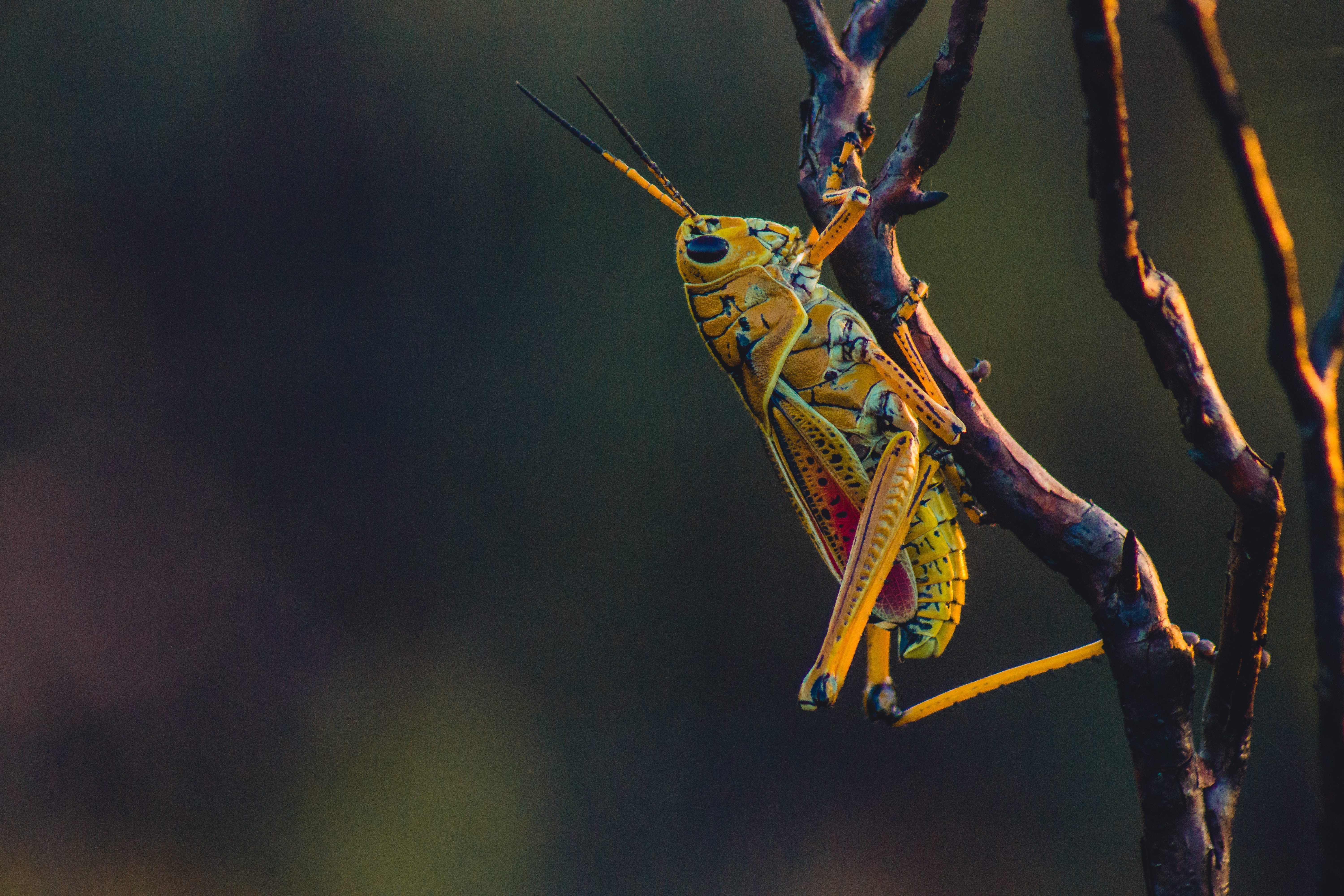 vertical wallpaper insect, macro, branches, grasshopper