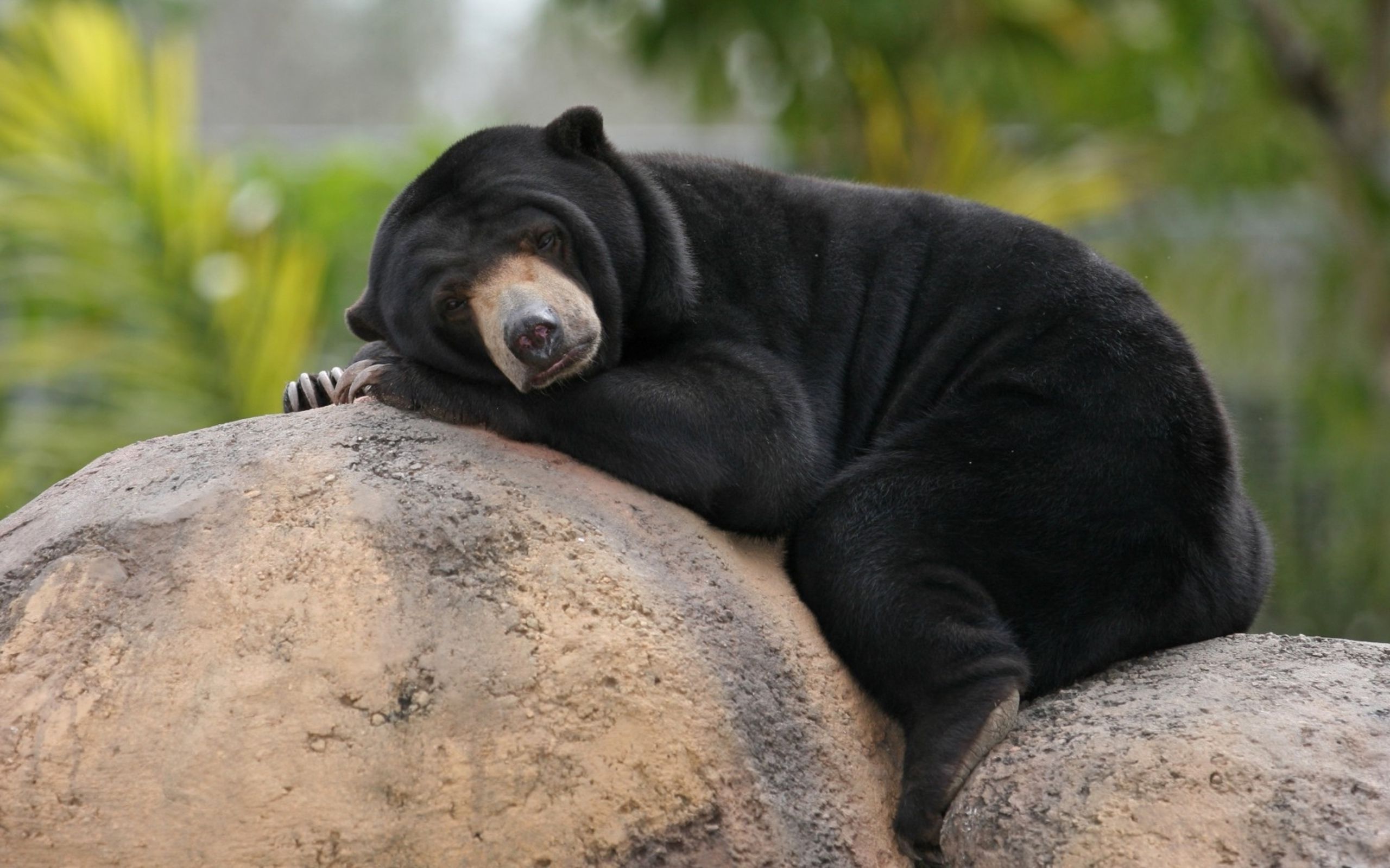 379265 завантажити картинку тварина, сонячний ведмідь, ведмідь, впритул, відпочиває, ведмеді - шпалери і заставки безкоштовно