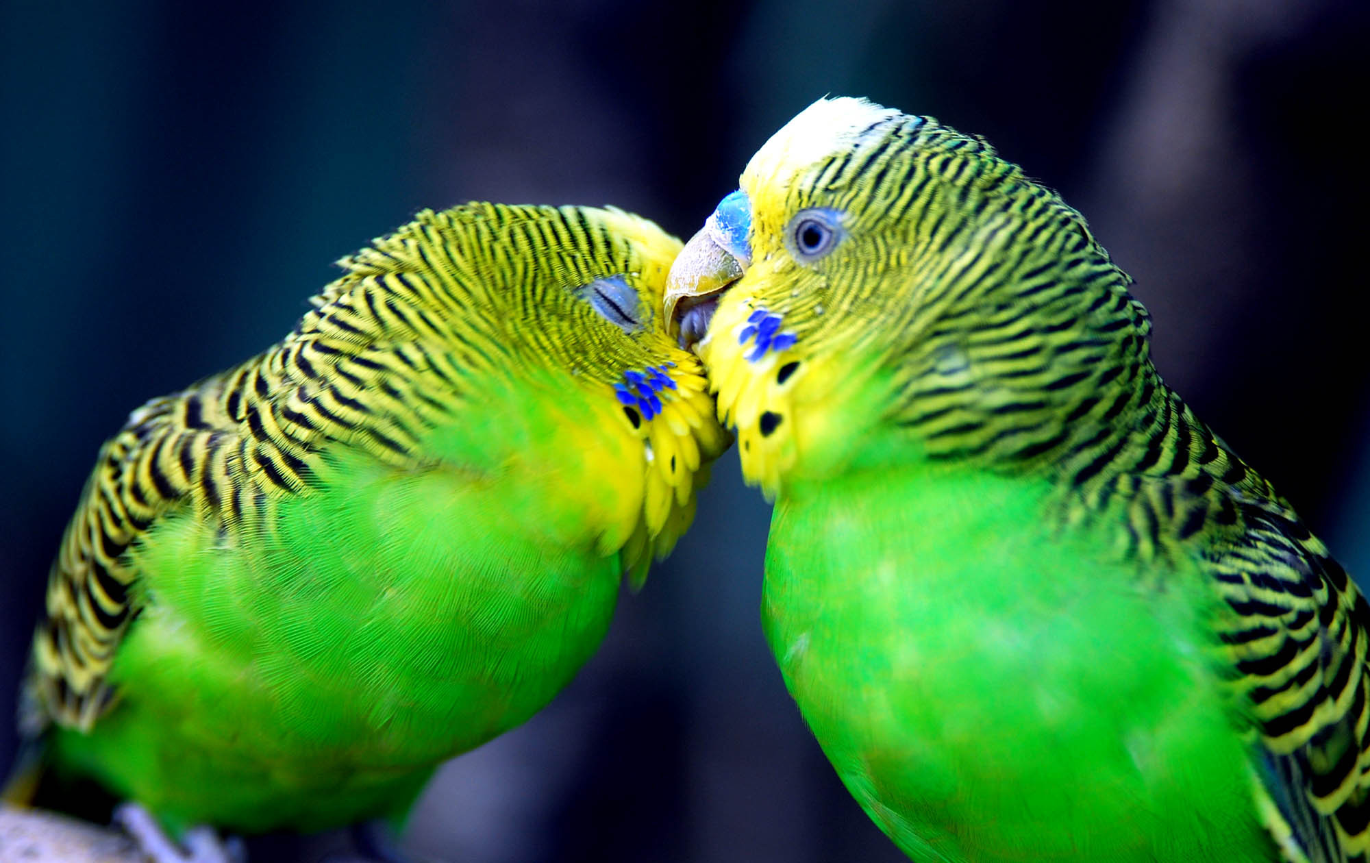 Baixe gratuitamente a imagem Animais, Papagaios, Aves na área de trabalho do seu PC