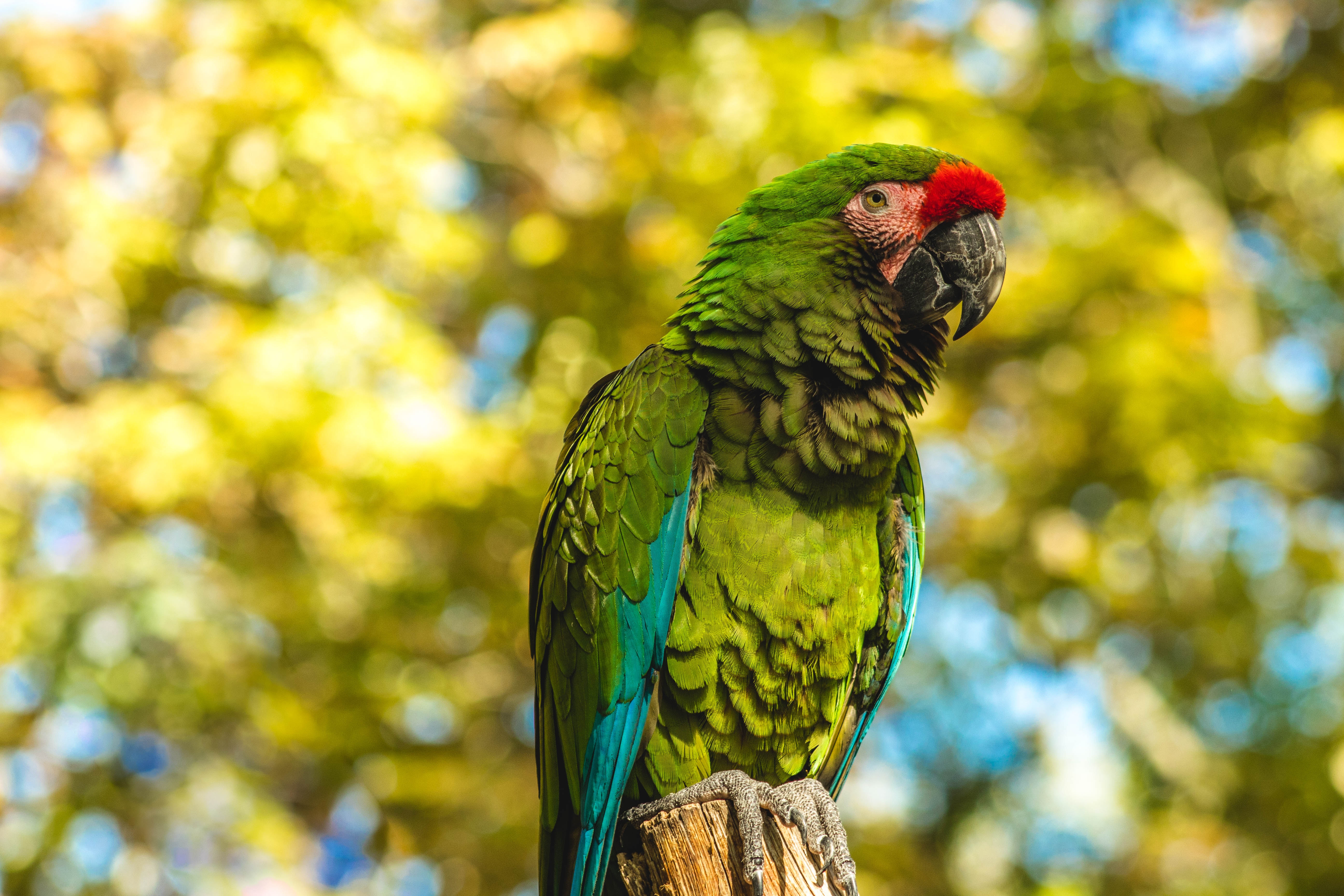 Download mobile wallpaper Bird, Animals, Color, Parrots for free.