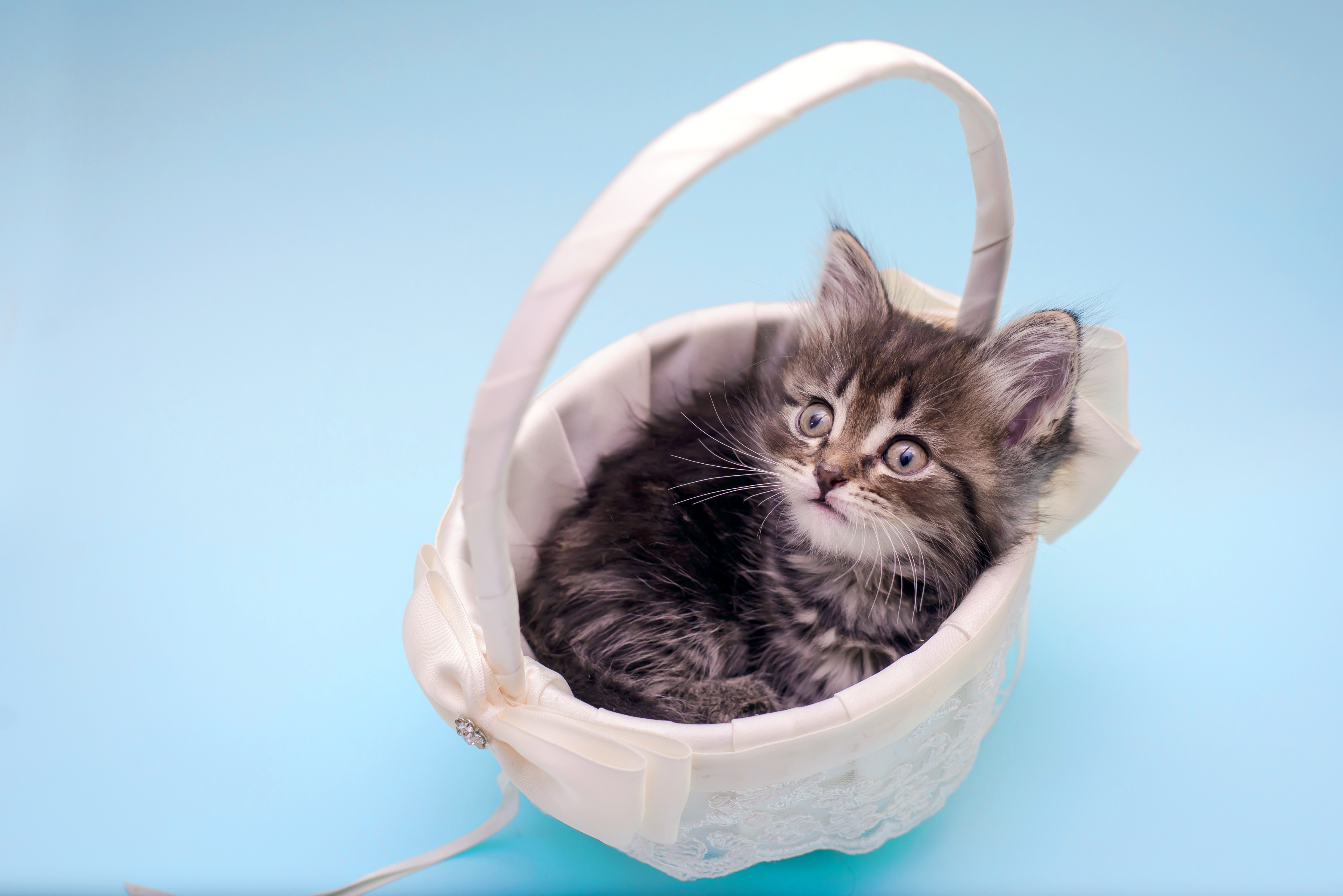 Download mobile wallpaper Cats, Cat, Kitten, Animal, Basket, Baby Animal for free.