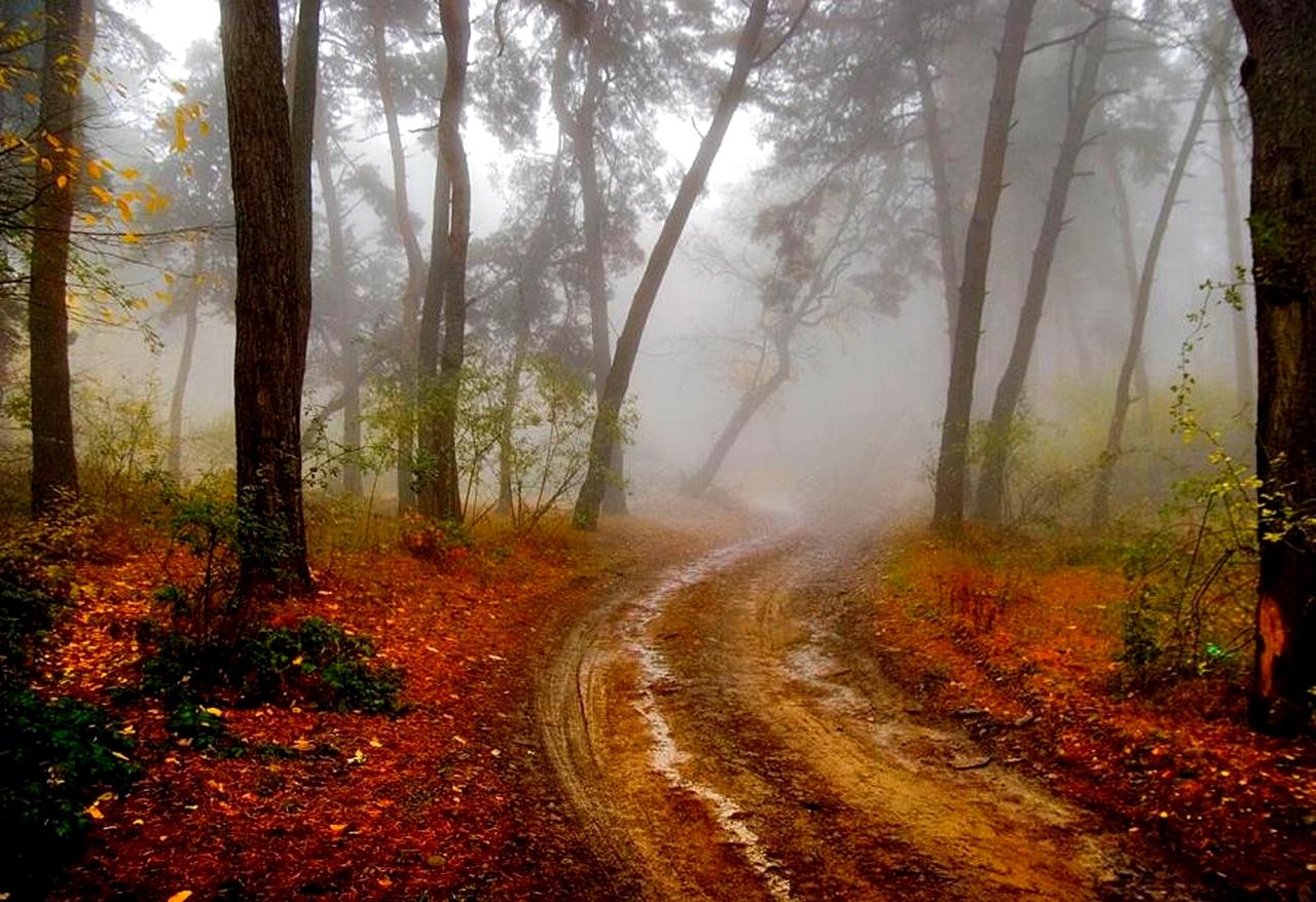 1475163 descargar fondo de pantalla hecho por el hombre, carretera, otoño, niebla, bosque, lodo, sendero: protectores de pantalla e imágenes gratis