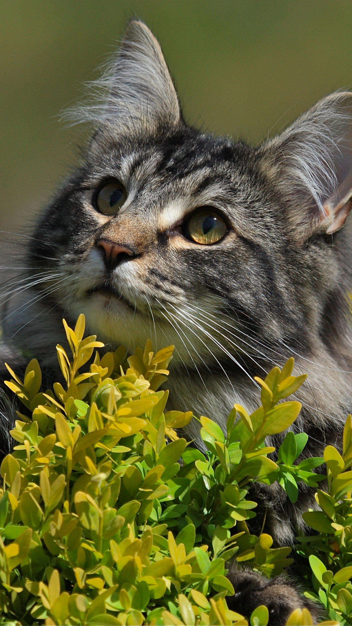 1125384 Salvapantallas y fondos de pantalla Gatos en tu teléfono. Descarga imágenes de  gratis