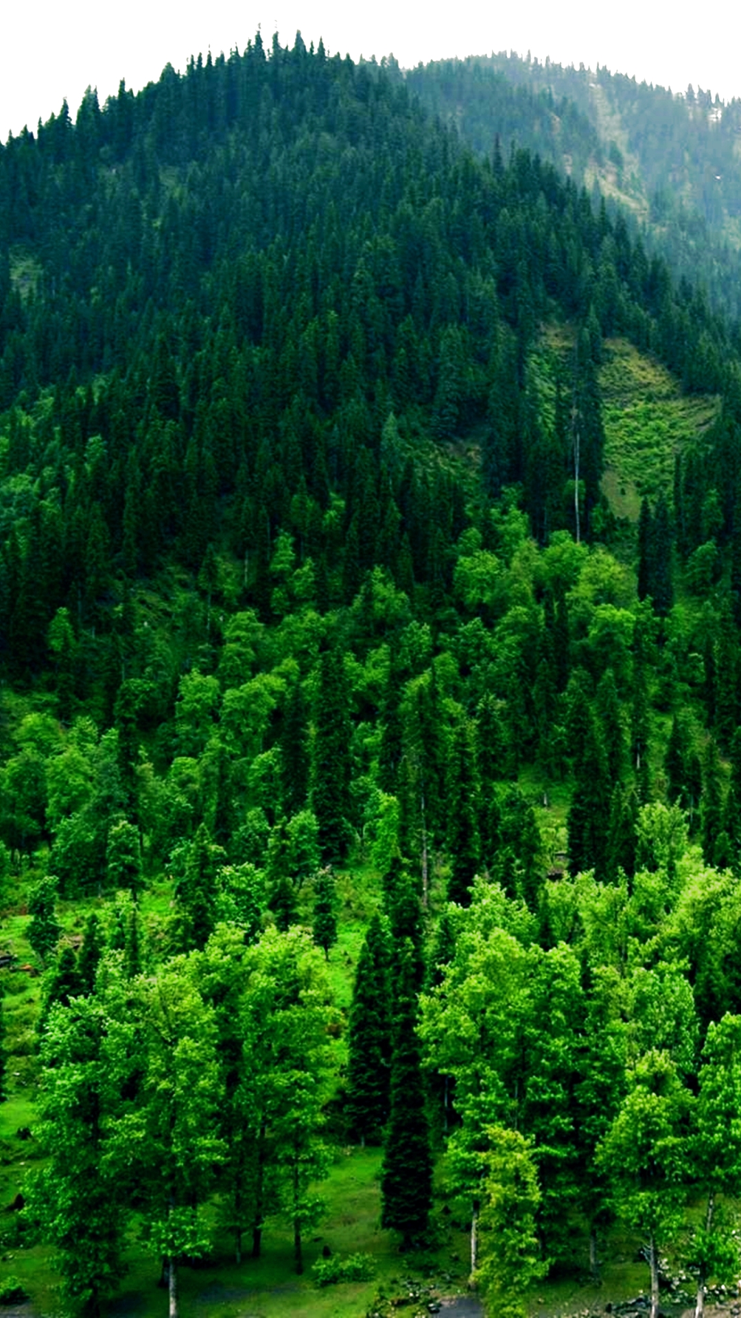 Download mobile wallpaper Nature, Forest, Earth, Pakistan, Kashmir, Tao Butt for free.