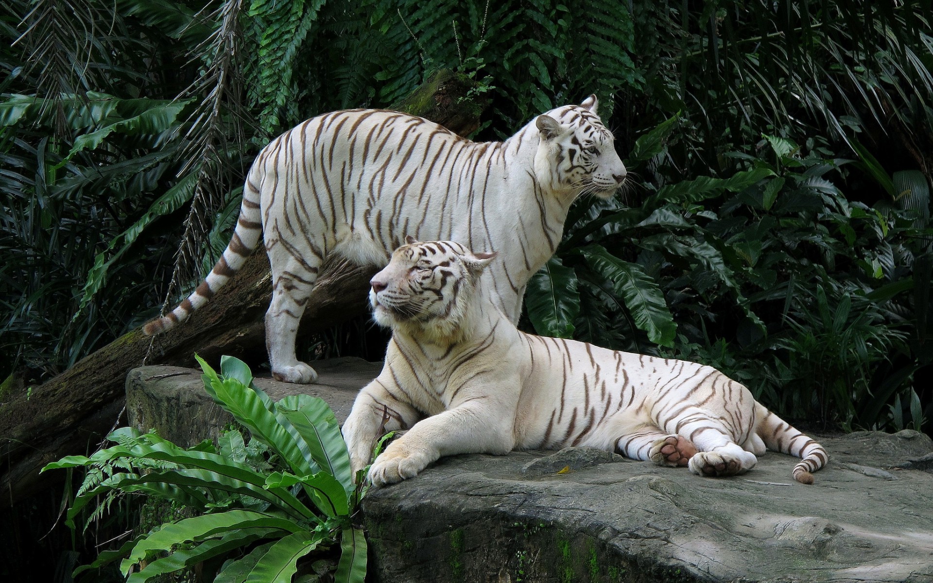 white tiger, animal, cats