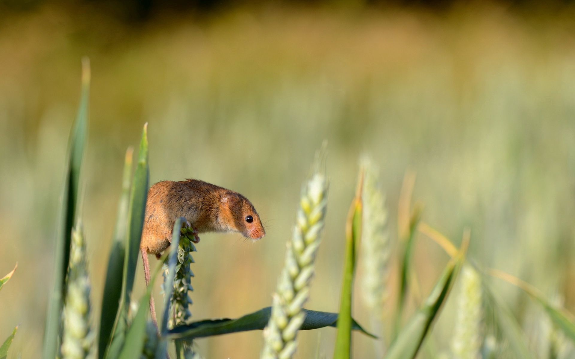 animals, grass, rodent, ear, harvest mouse, field mouse