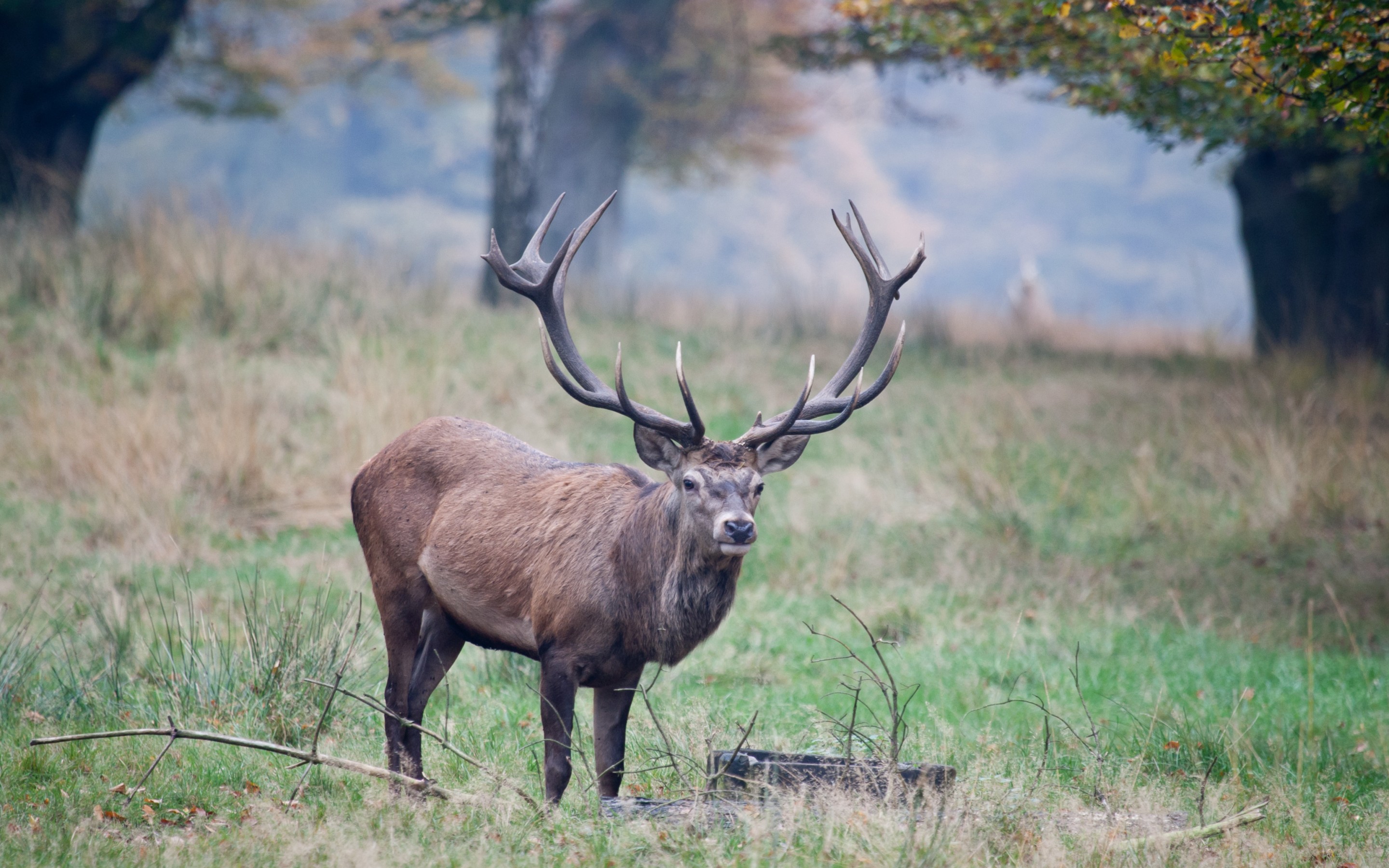 Free download wallpaper Animal, Deer on your PC desktop