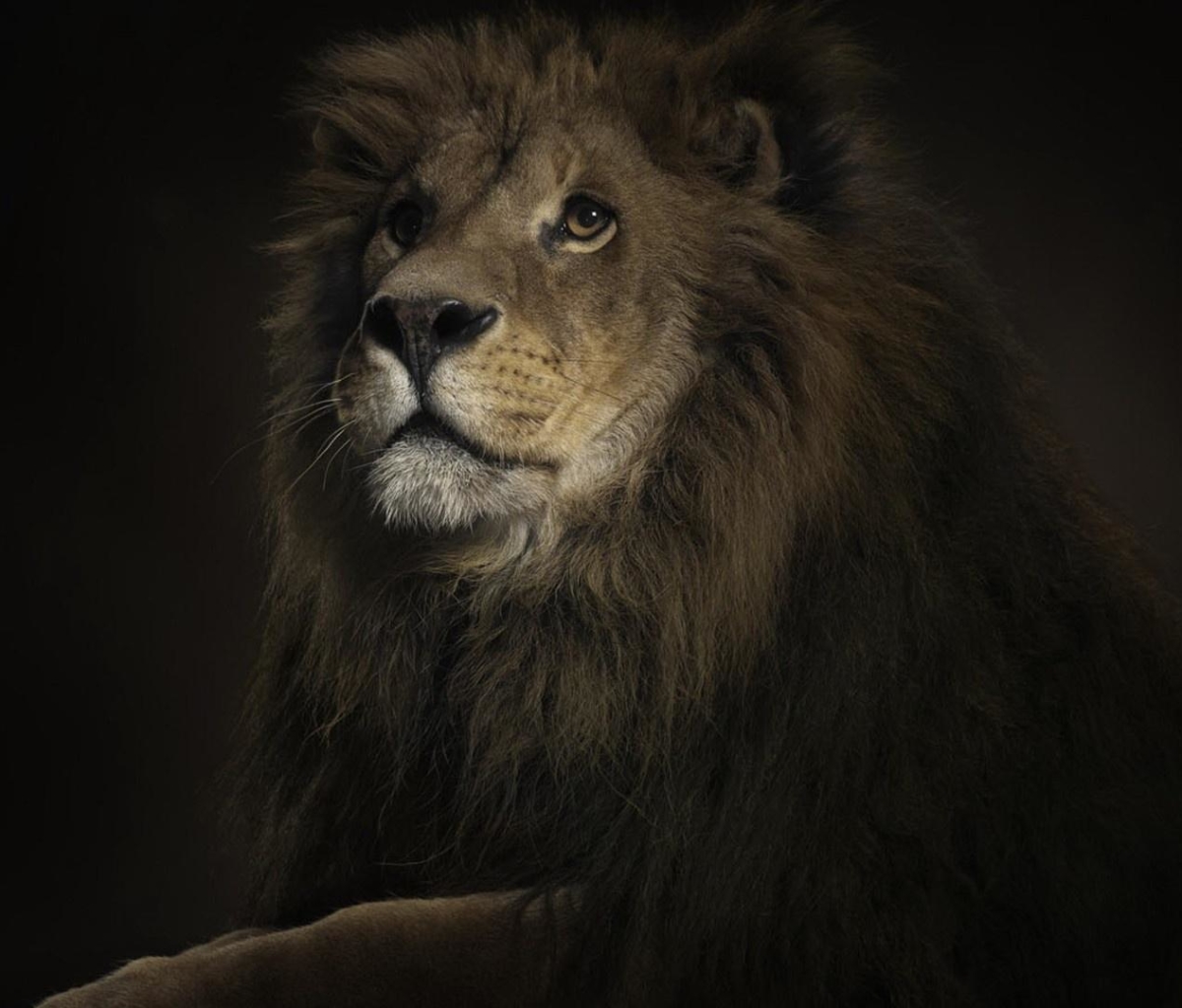 Download mobile wallpaper Lion, Cats, Animal for free.