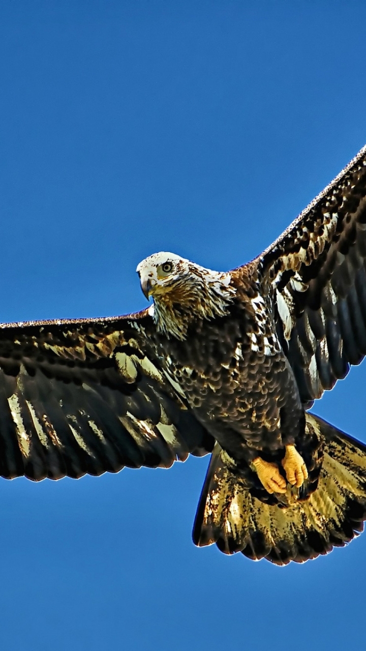 Descarga gratuita de fondo de pantalla para móvil de Animales, Águila, Aves.