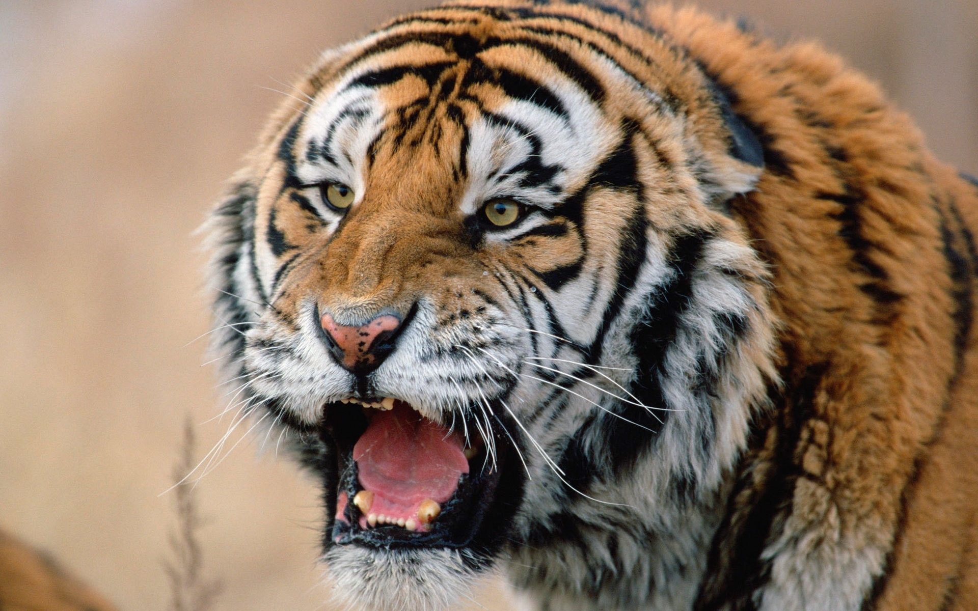 Baixe gratuitamente a imagem Animais, Gatos, Tigre na área de trabalho do seu PC