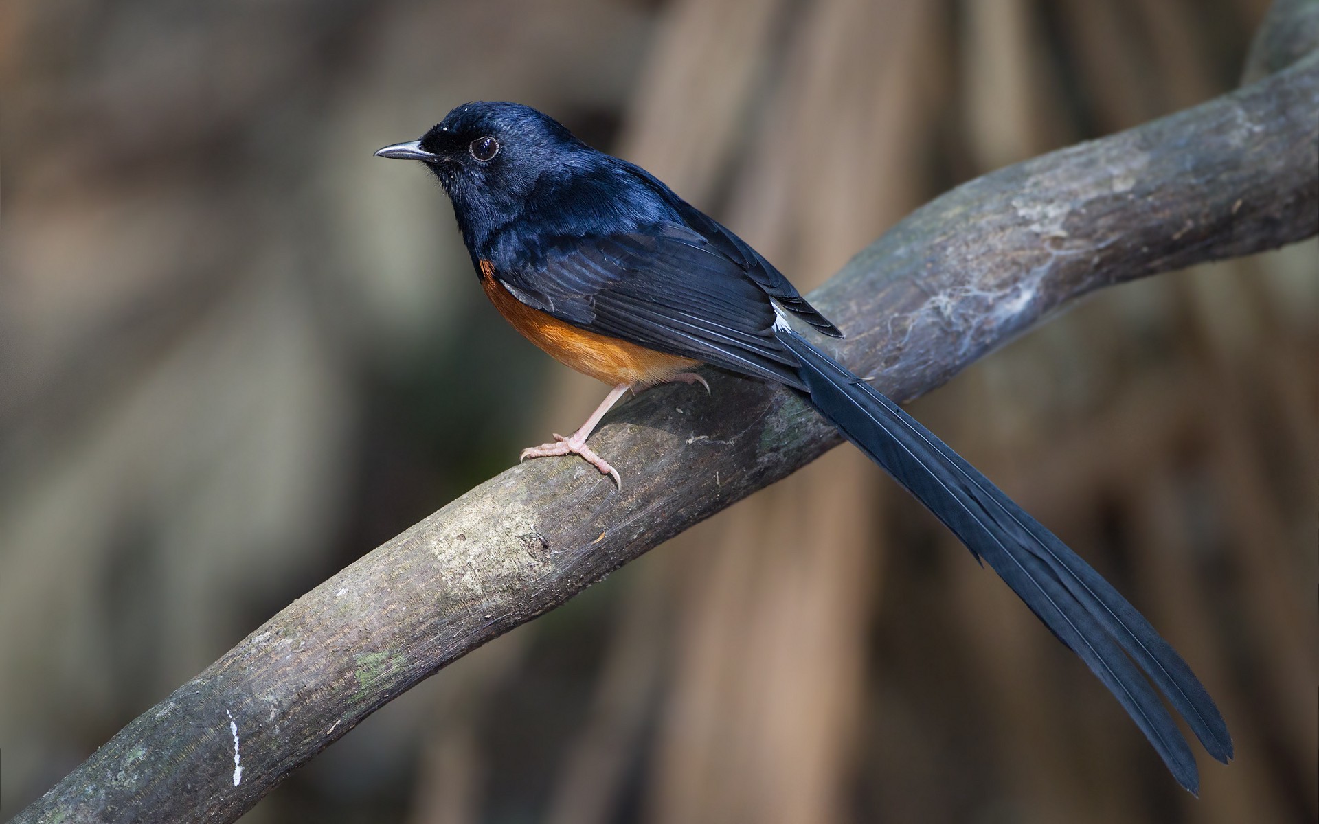 Descarga gratuita de fondo de pantalla para móvil de Animales, Aves, Ave.