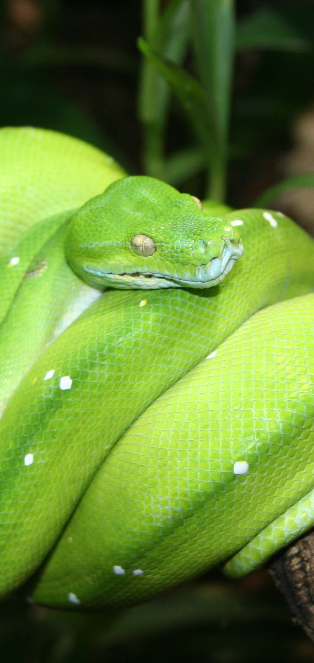 Download mobile wallpaper Animal, Snake, Reptiles, Python for free.