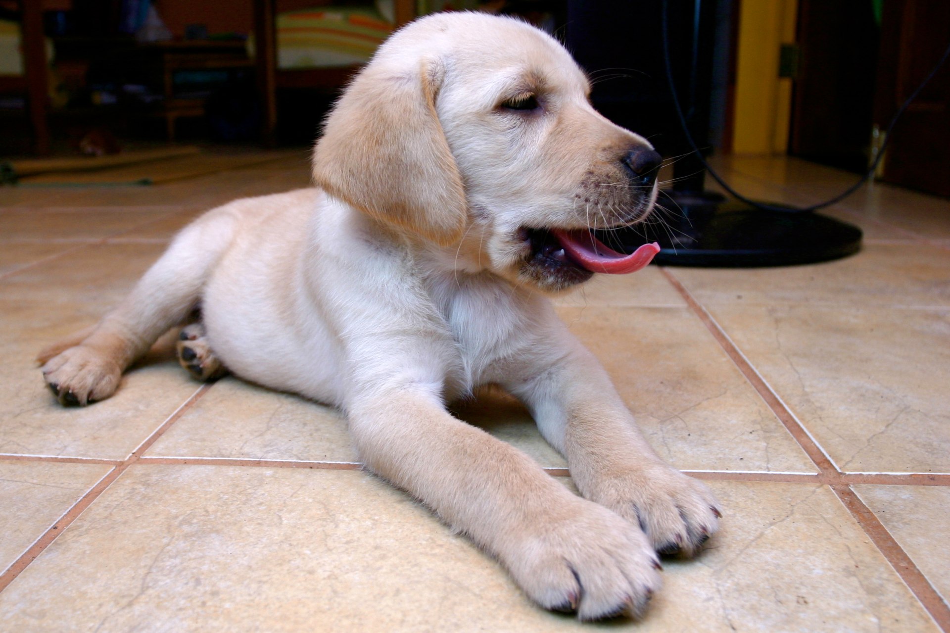 Descarga gratuita de fondo de pantalla para móvil de Labrador Retriever, Perros, Cachorro, Perro, Animales.