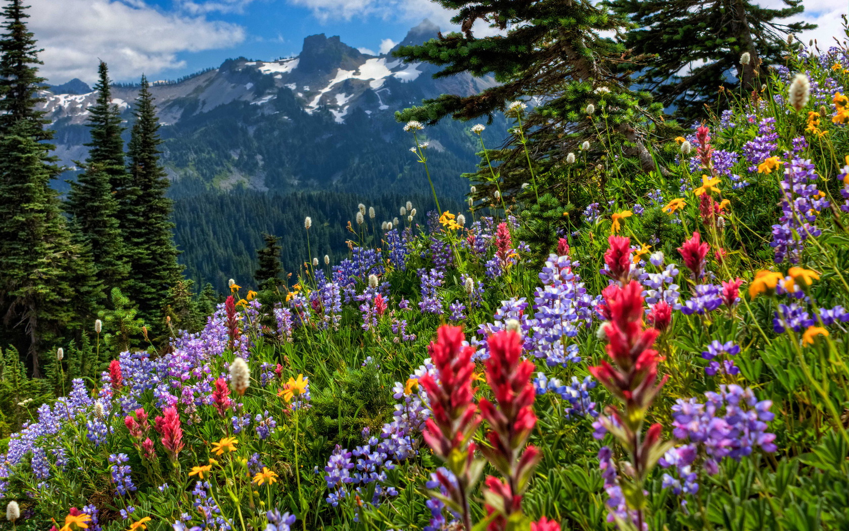 Téléchargez gratuitement l'image Fleur, Terre/nature sur le bureau de votre PC