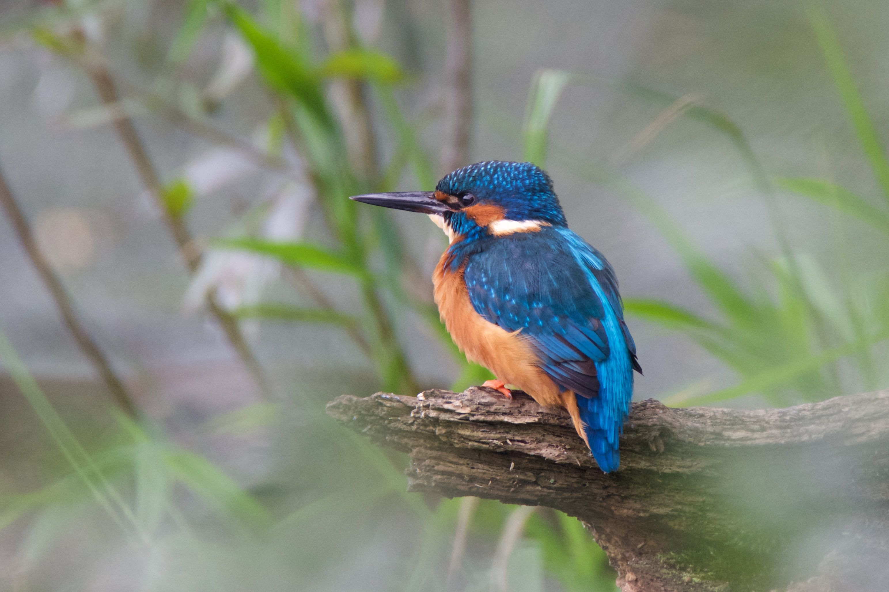 Download mobile wallpaper Birds, Animal, Kingfisher for free.